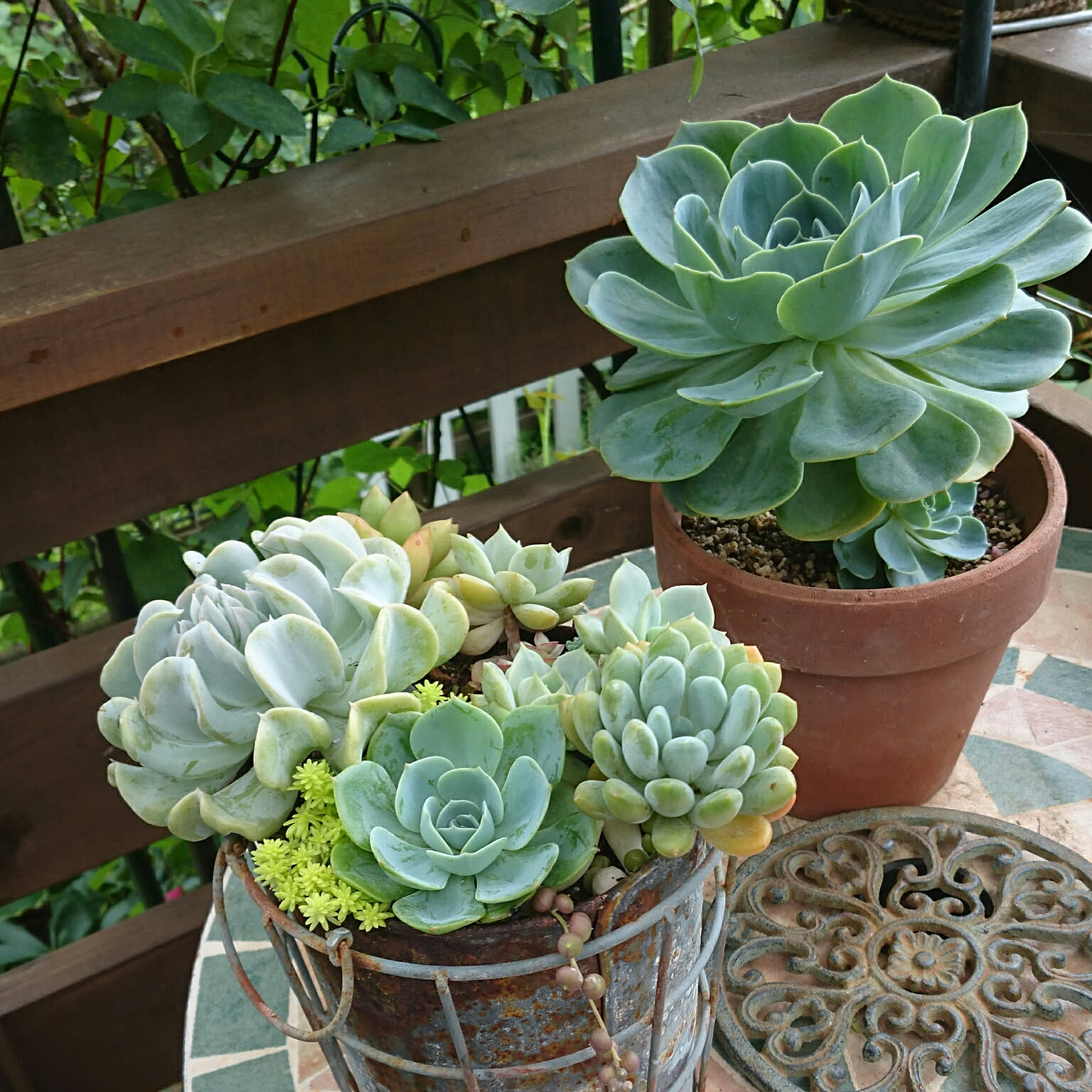 多肉植物♥゛七福神の寄せ植えセット 増量中 楽天市場】多肉植物！！ 寄せ植えセット (鉢&土&麻布セット