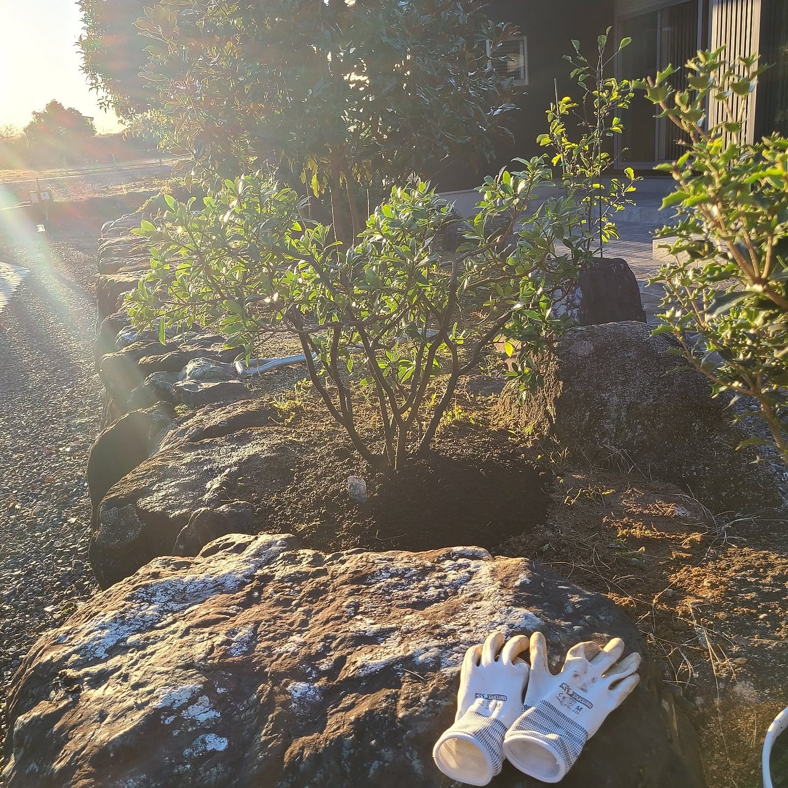 沈丁花ページ② 沈丁花ページ② ジンチョウゲ 沈丁花 挿し木 2苗【G】 - メルカリ