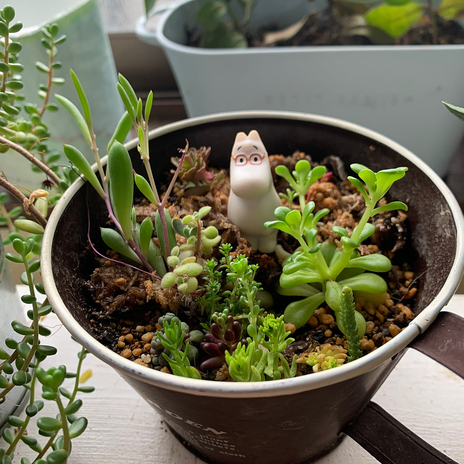 ムーミン　植木鉢 多肉植物寄植え(ムーミン💕) | CAINZ DIY Square