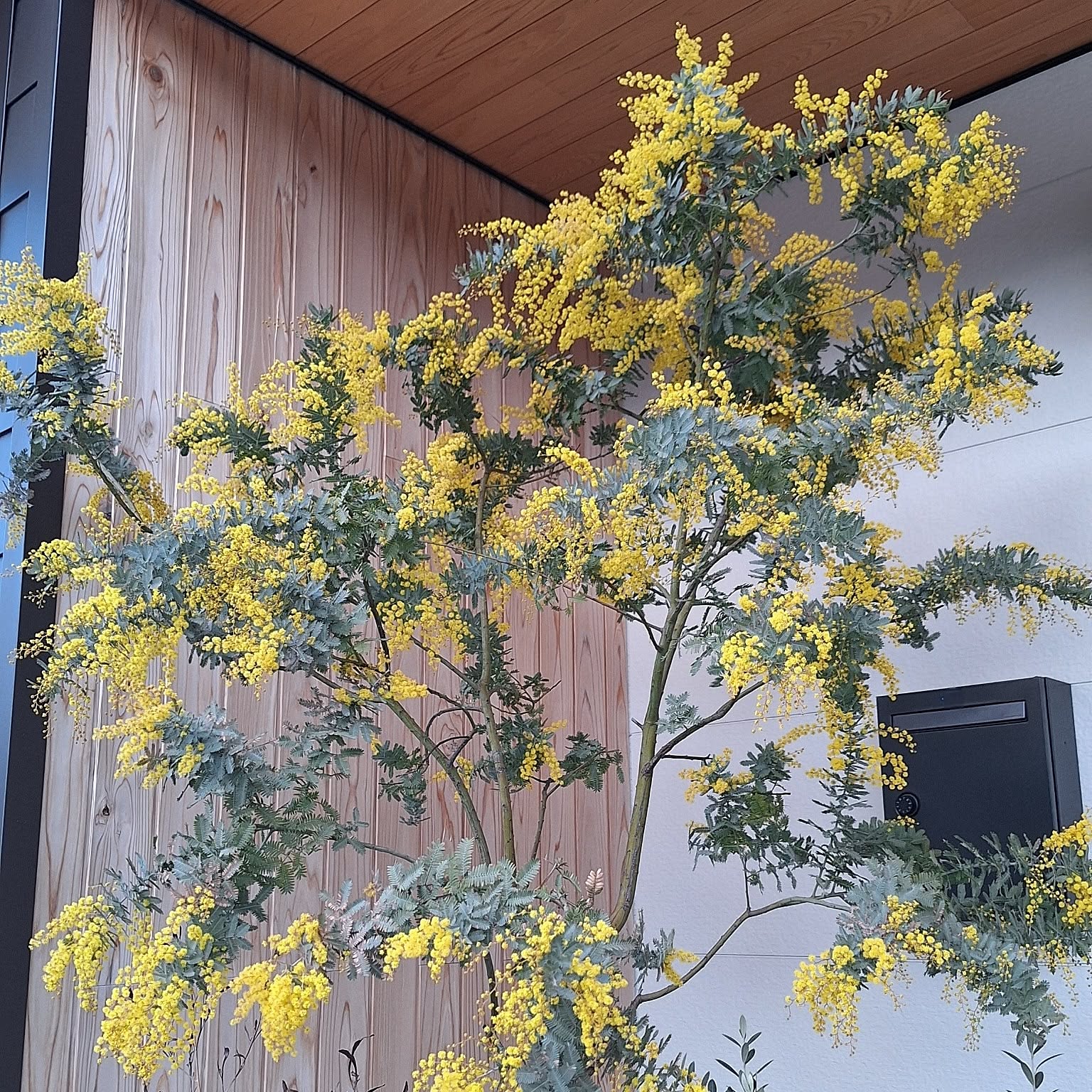 ミモザ鉢植えのおすすめ商品とおしゃれな実例 ｜ RoomClip（ルーム