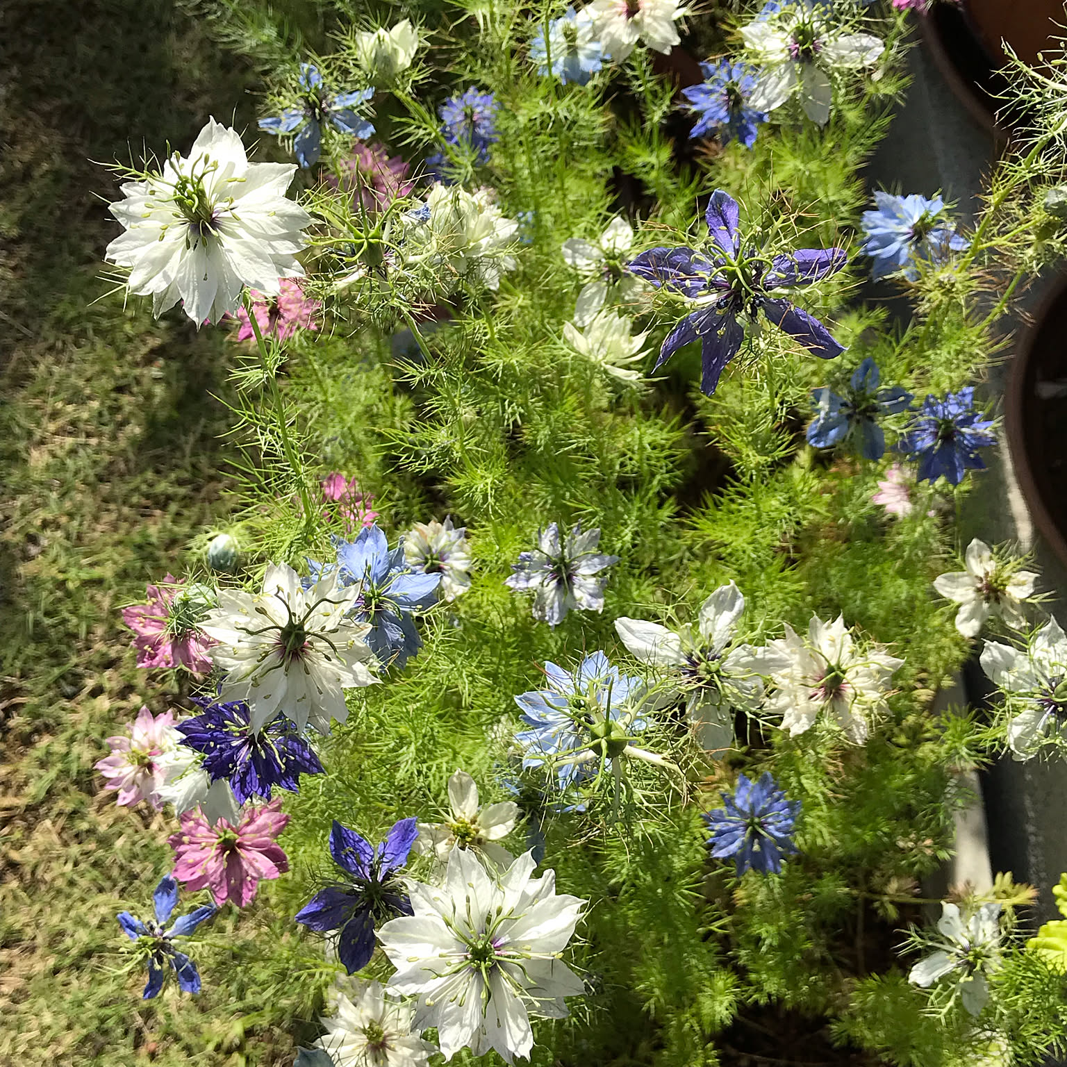 ◇ハーバリウム ＃160 ニゲラ咲く小さなお庭.:*:・' ◇ハーバリウム