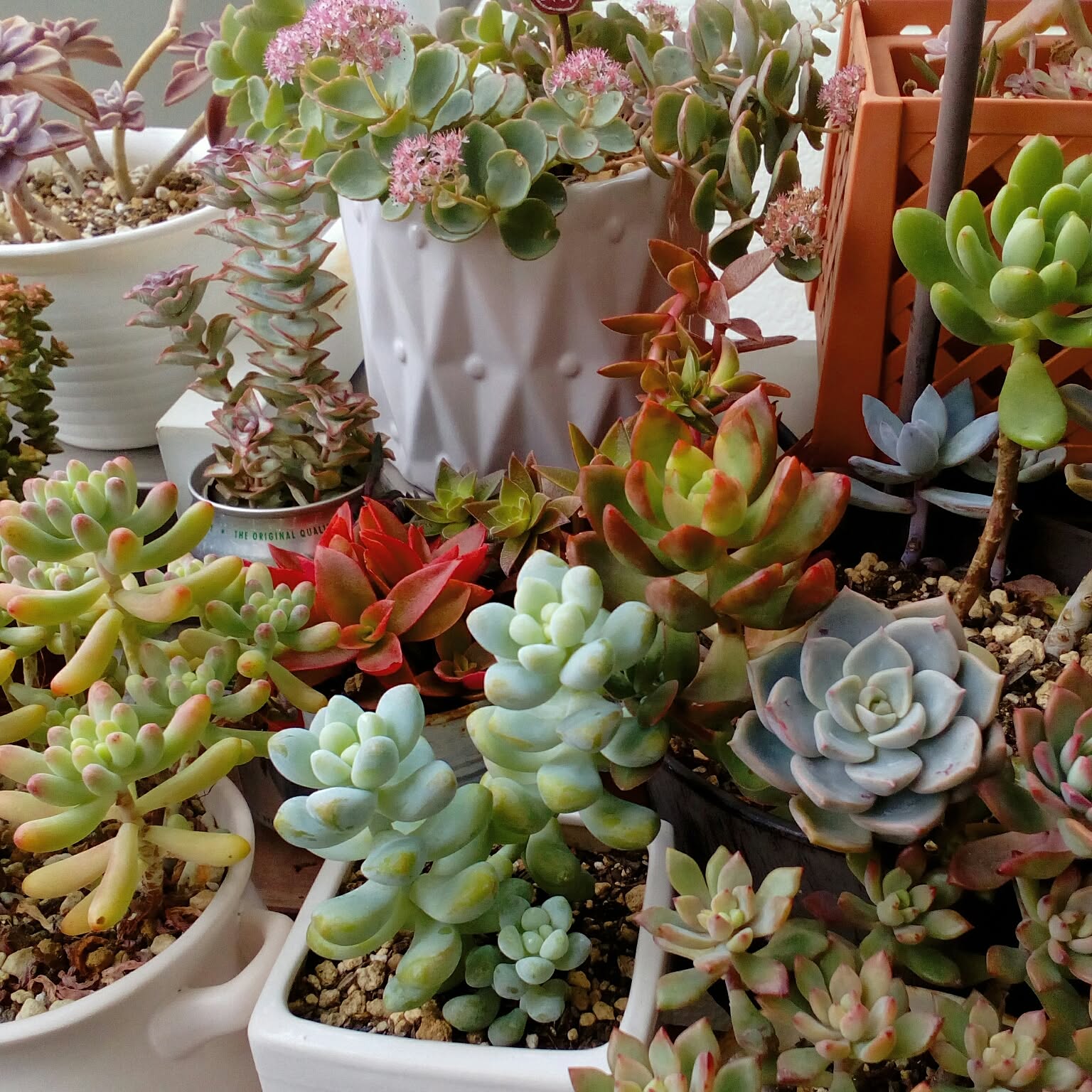 多肉植物 アメジスチヌム カット苗1個 【公式通販】