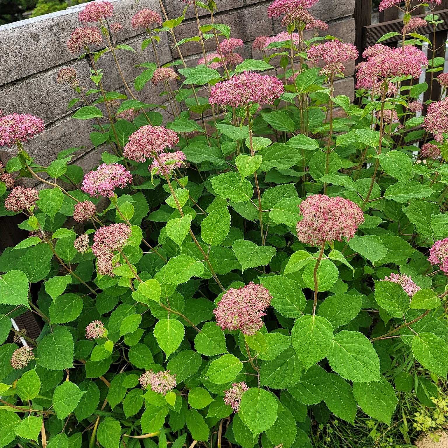 大苗B(ᵔᴥᵔ)ピンクアナベル かわいい庭に♡華やかなお庭に〜