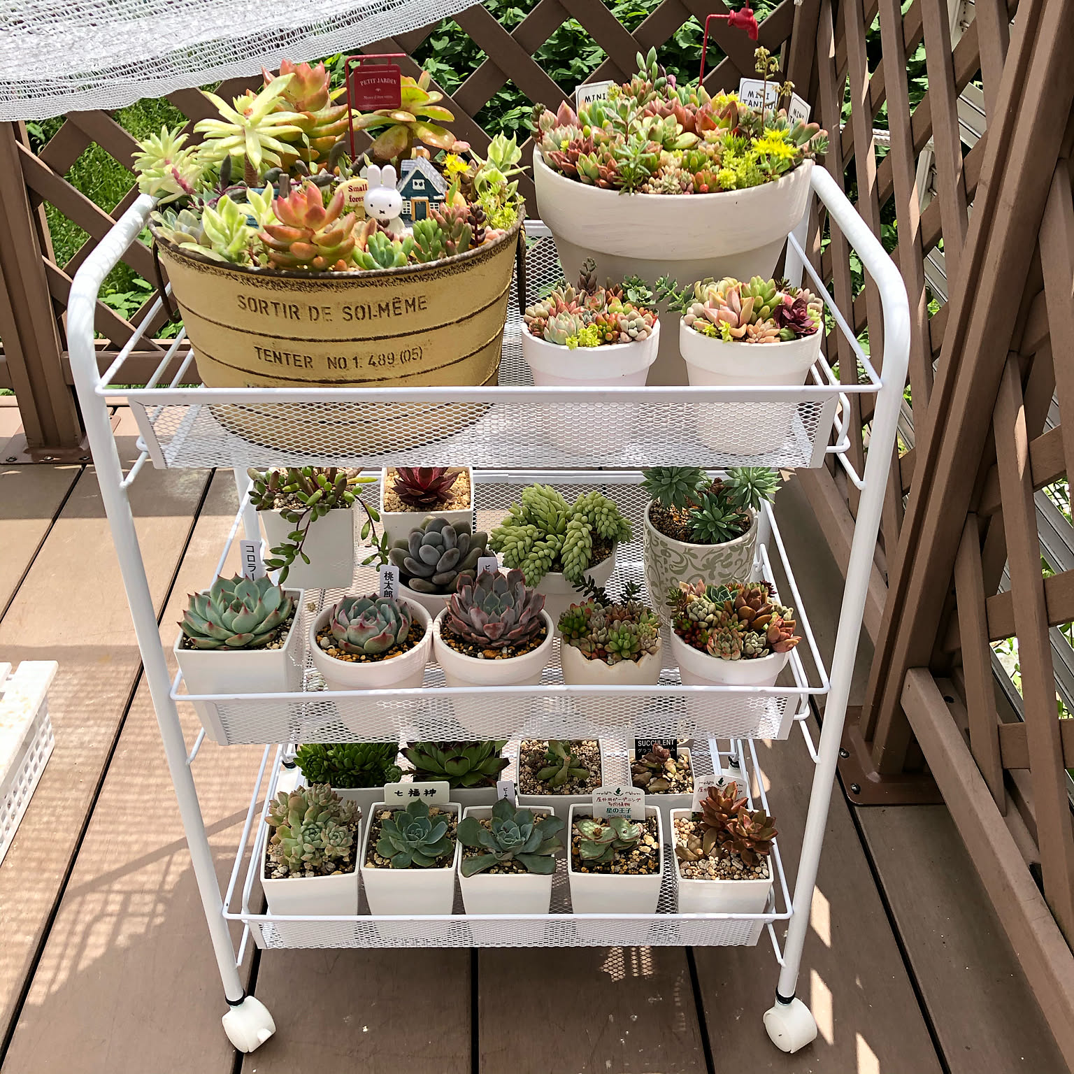 さらだ様　多肉植物棚　GAI-NY70C さらだ様 多肉植物棚 GAI-NY70C さらだ様 多肉植物棚 GAI-NY70C （