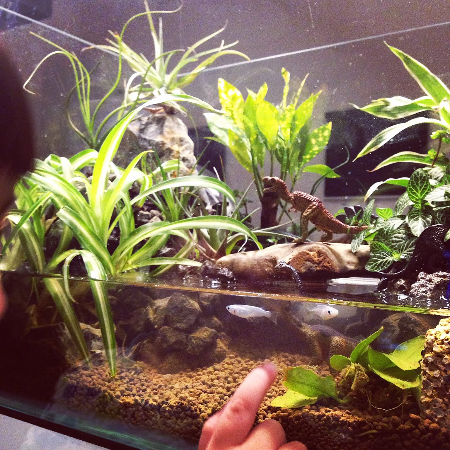 ビバリウムのインテリア実例 ｜ RoomClip（ルームクリップ）