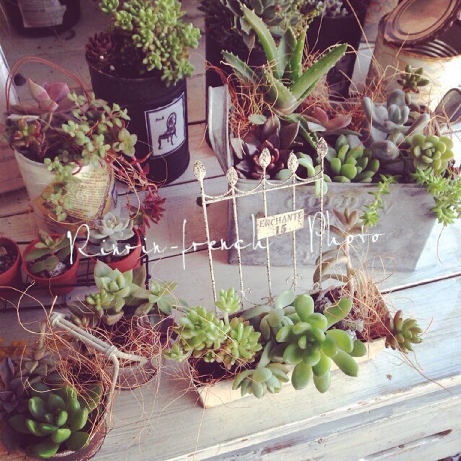 フレンチシック 多肉植物寄せ植えのおすすめ商品とおしゃれな実例