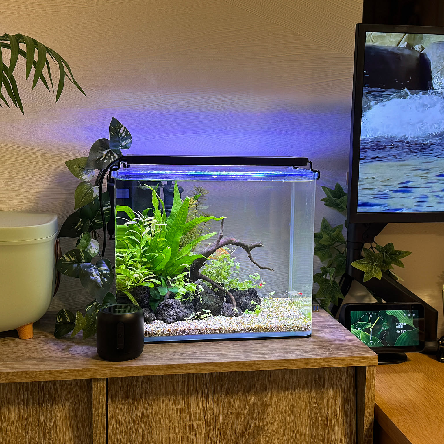G73 爬虫類 アクアリウム ビオトープ 観葉植物 インテリア