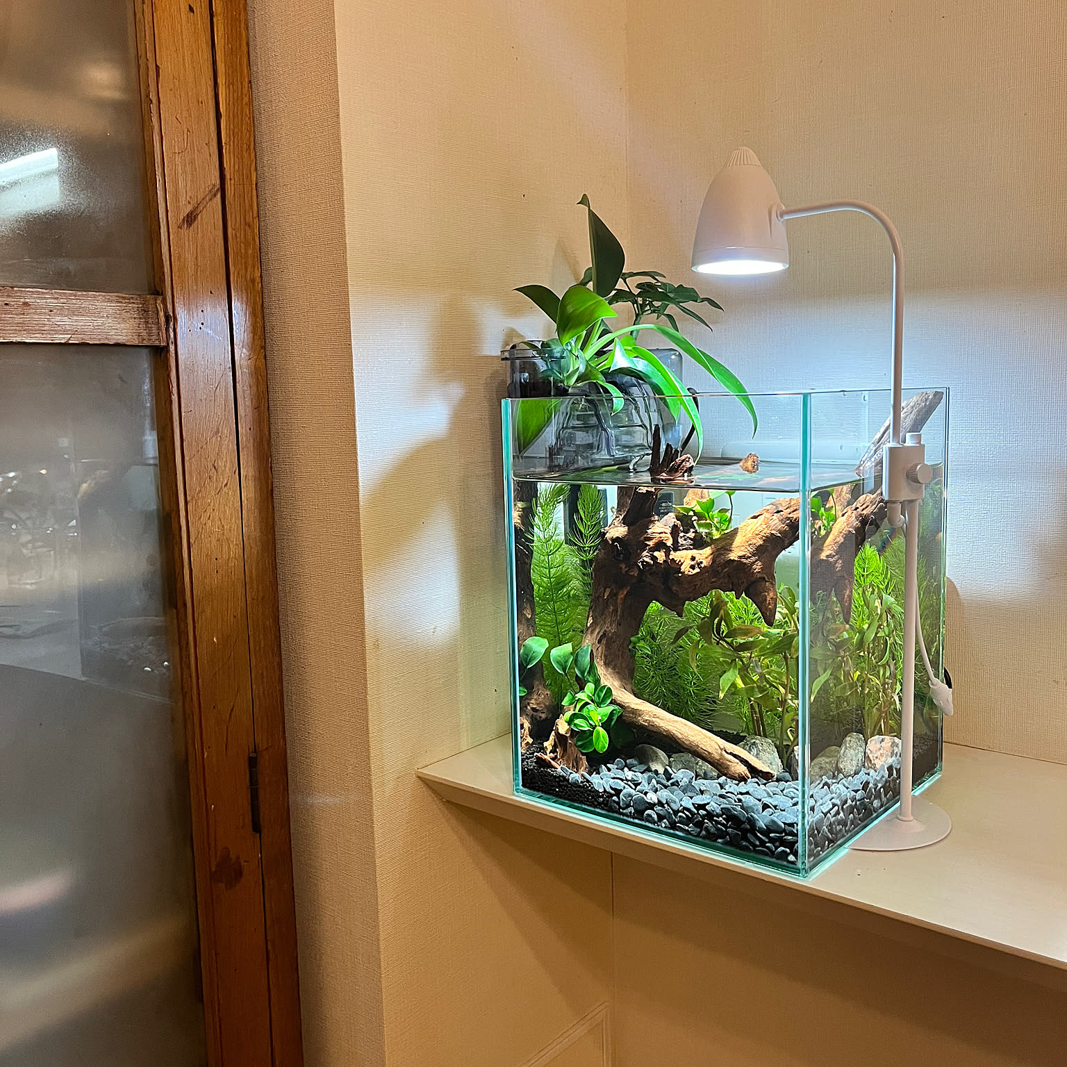 睡蓮鉢金魚鉢メダカ鉢大型No.27 直径:約75cm