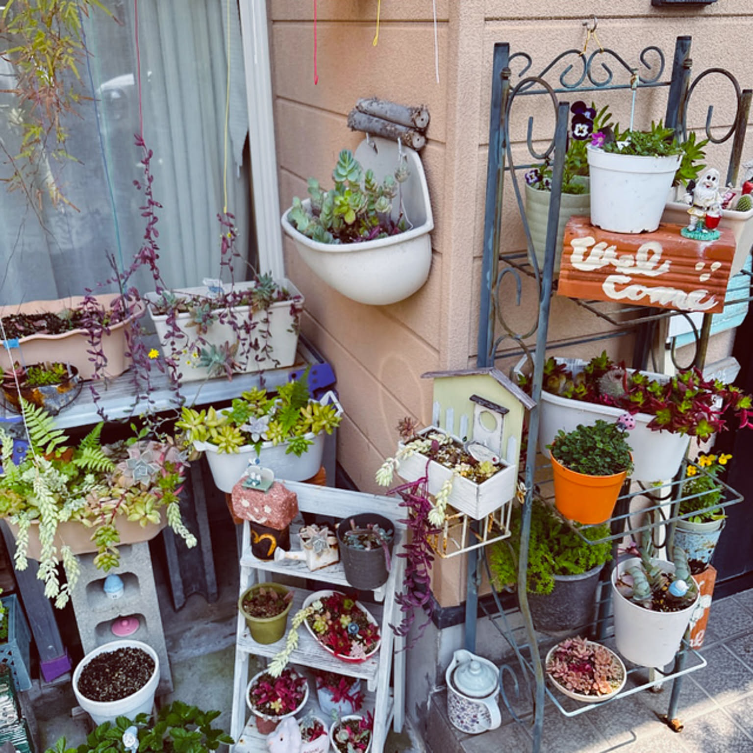 寄せ植え ユーカリ ポポラスのインテリア実例 ｜ RoomClip（ルーム