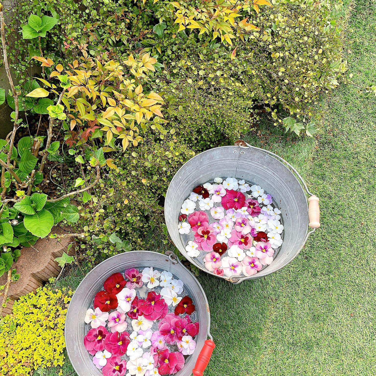 パンジー花柄 ガラスのぼんぼり パンジー花柄 ガラスのぼんぼり