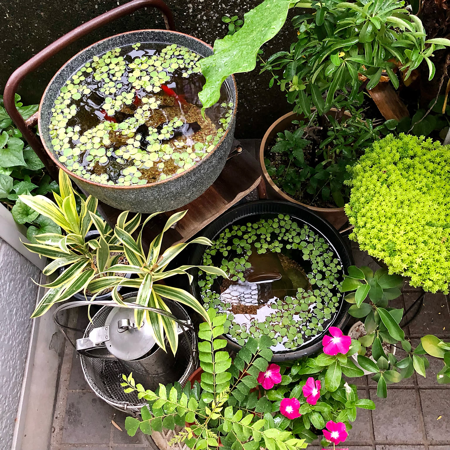 睡蓮鉢金魚のおすすめ商品とおしゃれな実例 ｜ RoomClip（ルーム