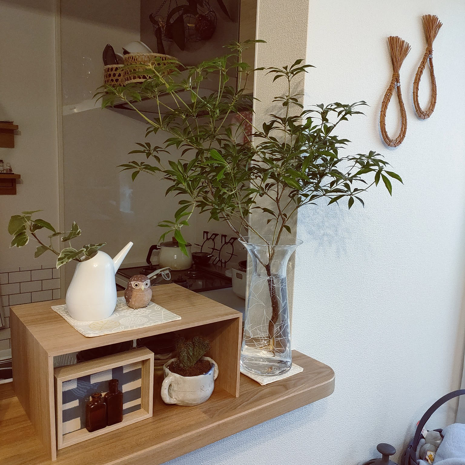 観葉植物 ヤツデのおすすめ商品とおしゃれな実例 ｜ RoomClip（ルーム
