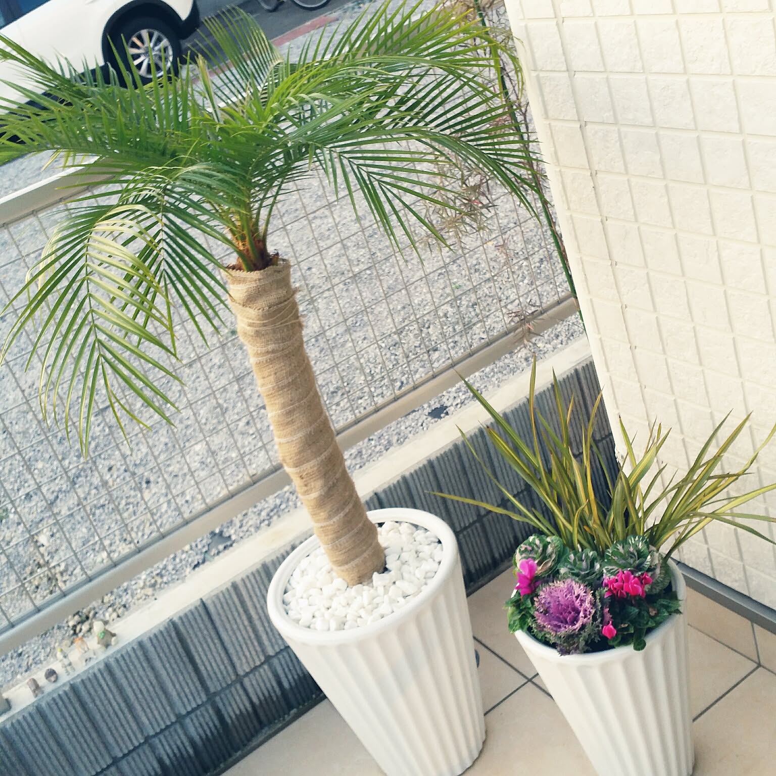 フェニックス ロベレニー(３年地植え越冬済み) 屋上植物（フェニックスロベレニー）の冬越しその後part2 | Yuiの