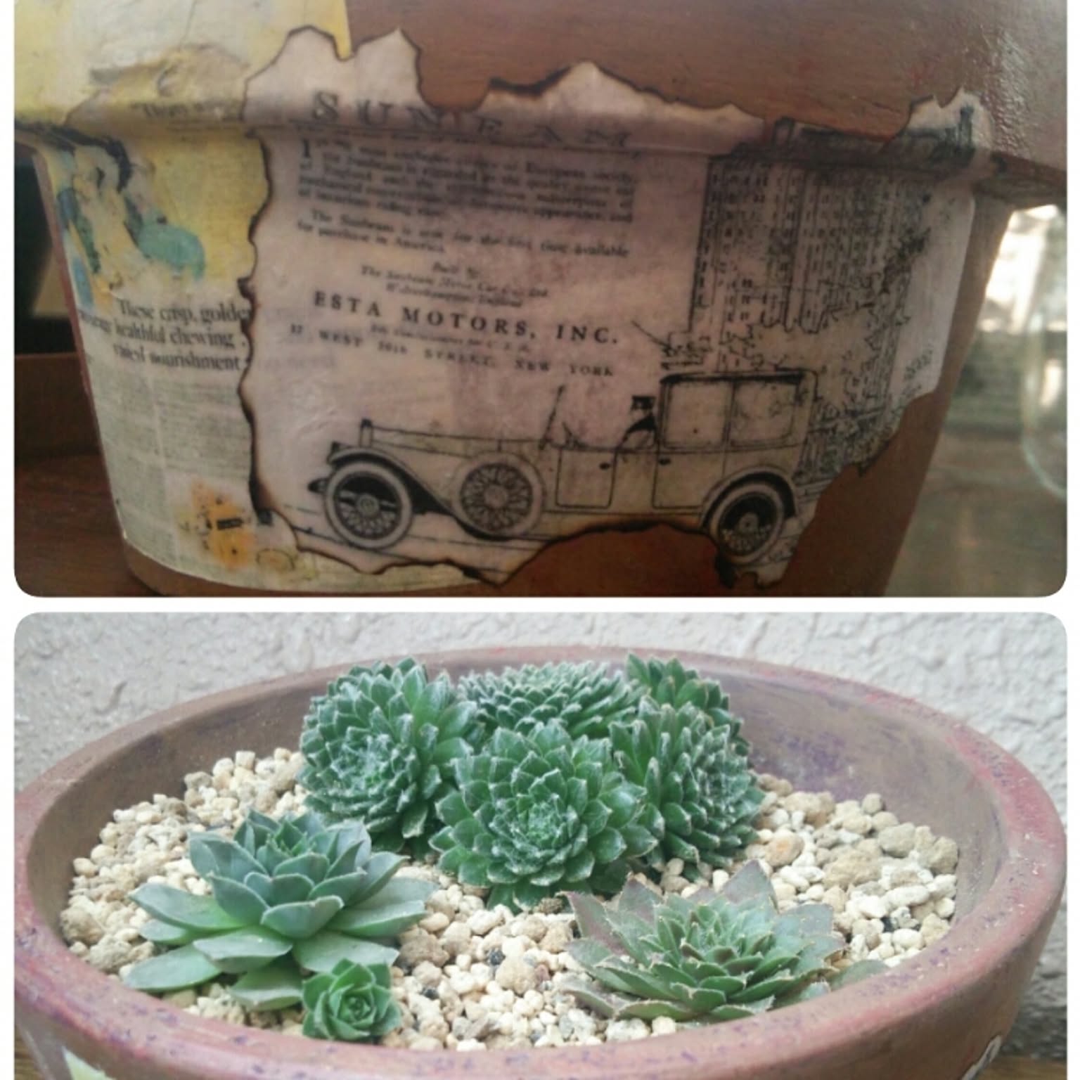 売切sale センペル森 センペル丼30cm大鉢✡️Sempervivum 寄植 売切sale センペル森 センペル丼30cm大鉢✡️Sempervivum 寄植