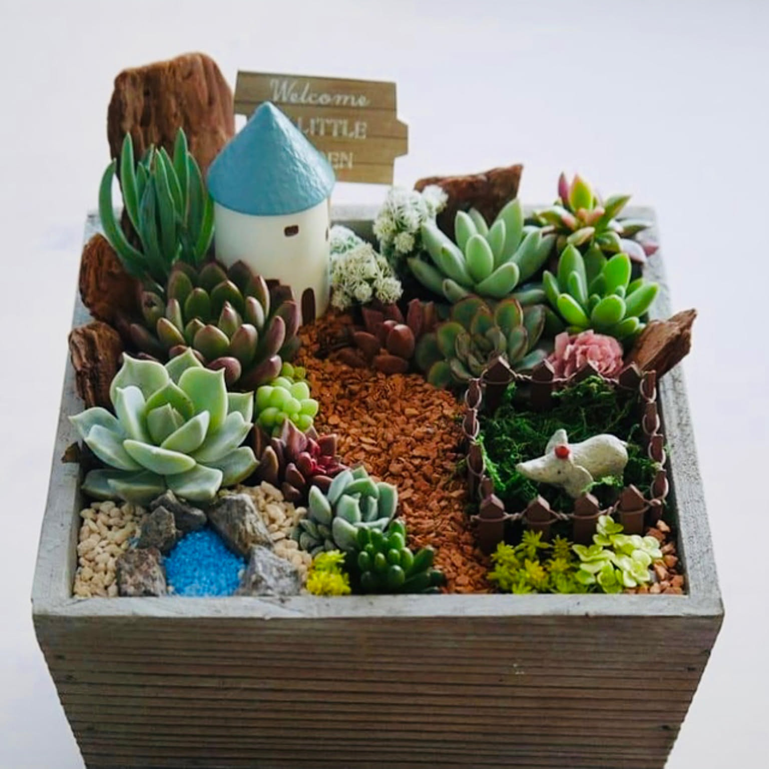 多肉植物の箱庭〜♬/いいね押し逃げごめんなさい (:>)┓/多肉植物の