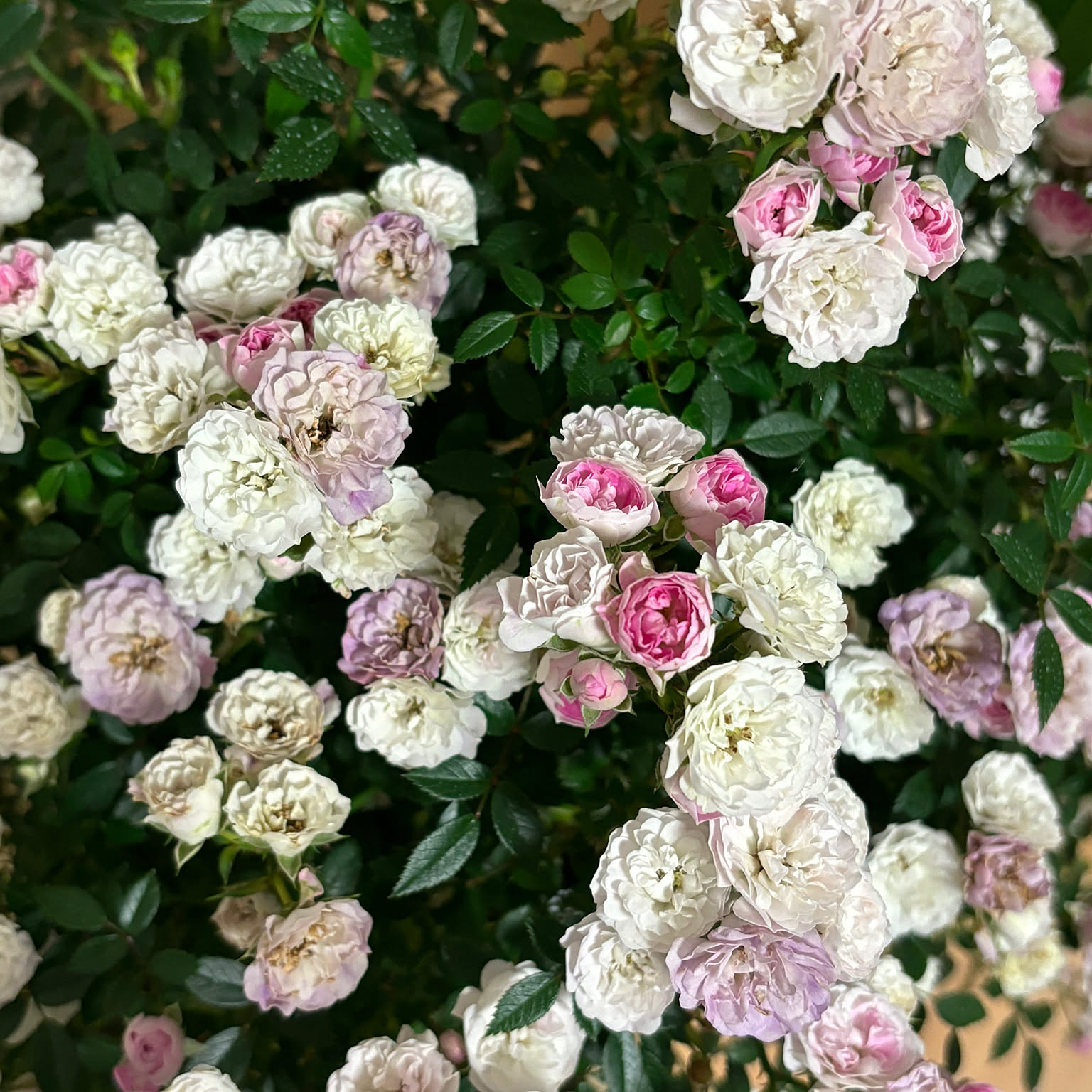 Amazon.co.jp: レンガ調タイルローズ 薔薇デコパージュ 花柄