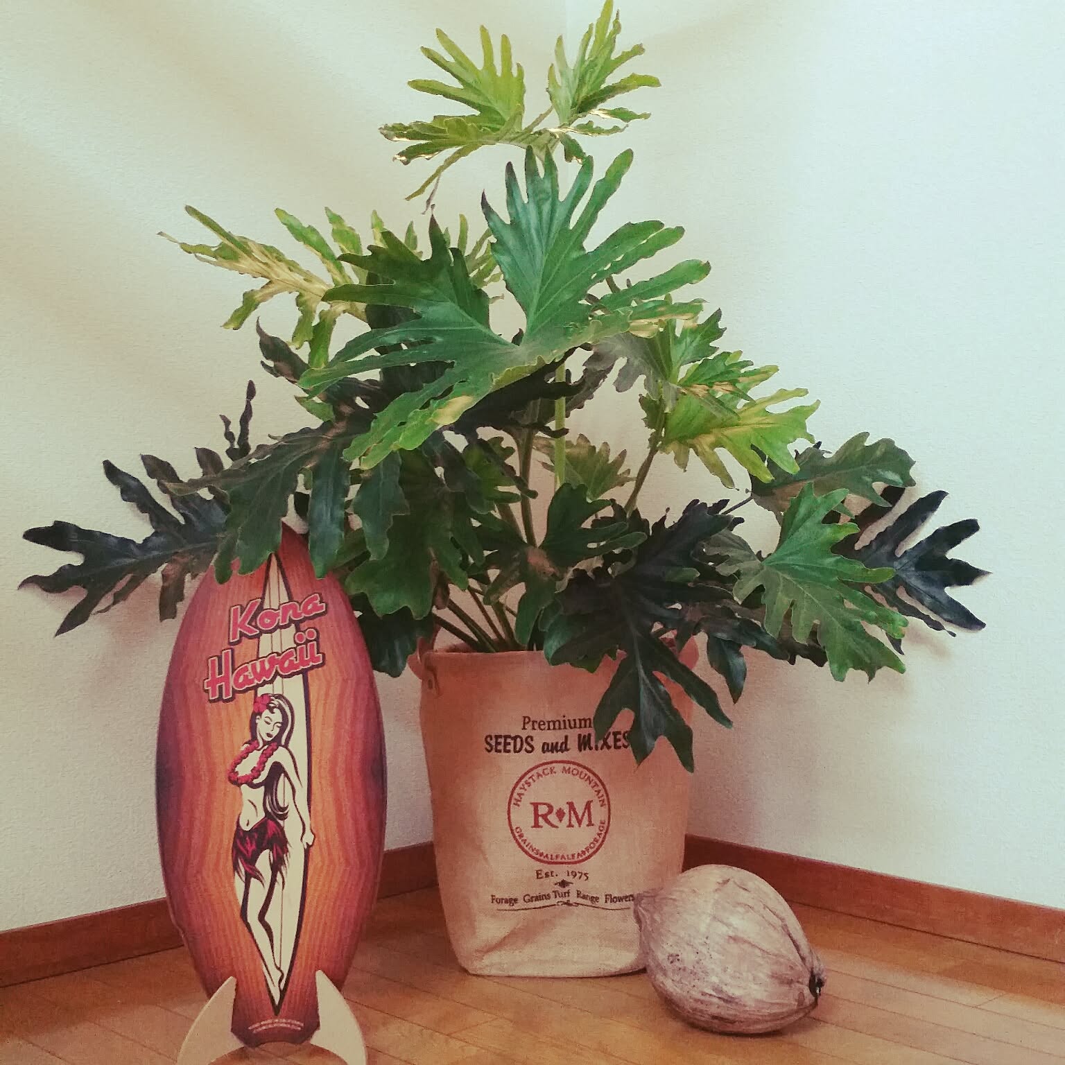 インテリアに！玄関、リビングにいかがですか♡大型・フィンデンドロン セローム インテリアに！玄関、リビングにいかがですか♡大型・フィンデンドロン