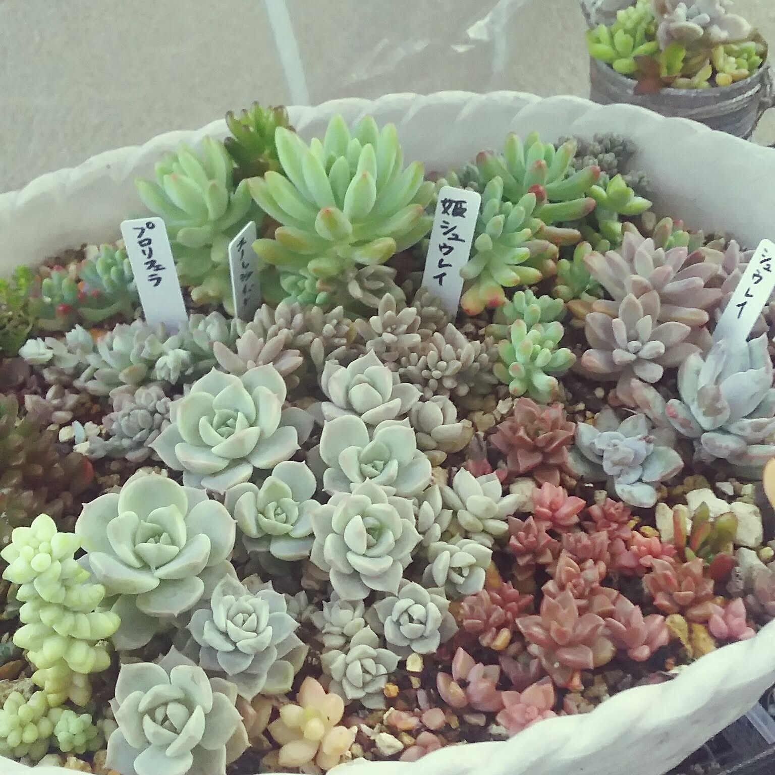 交渉中 姫秀麗❤現品 四角寄せ植え根付き 多肉植物 寄せ植え セダム