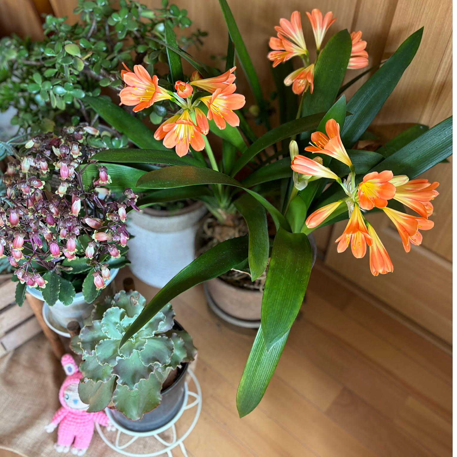 観葉植物 君子蘭のおすすめ商品とおしゃれな実例 ｜ RoomClip（ルーム
