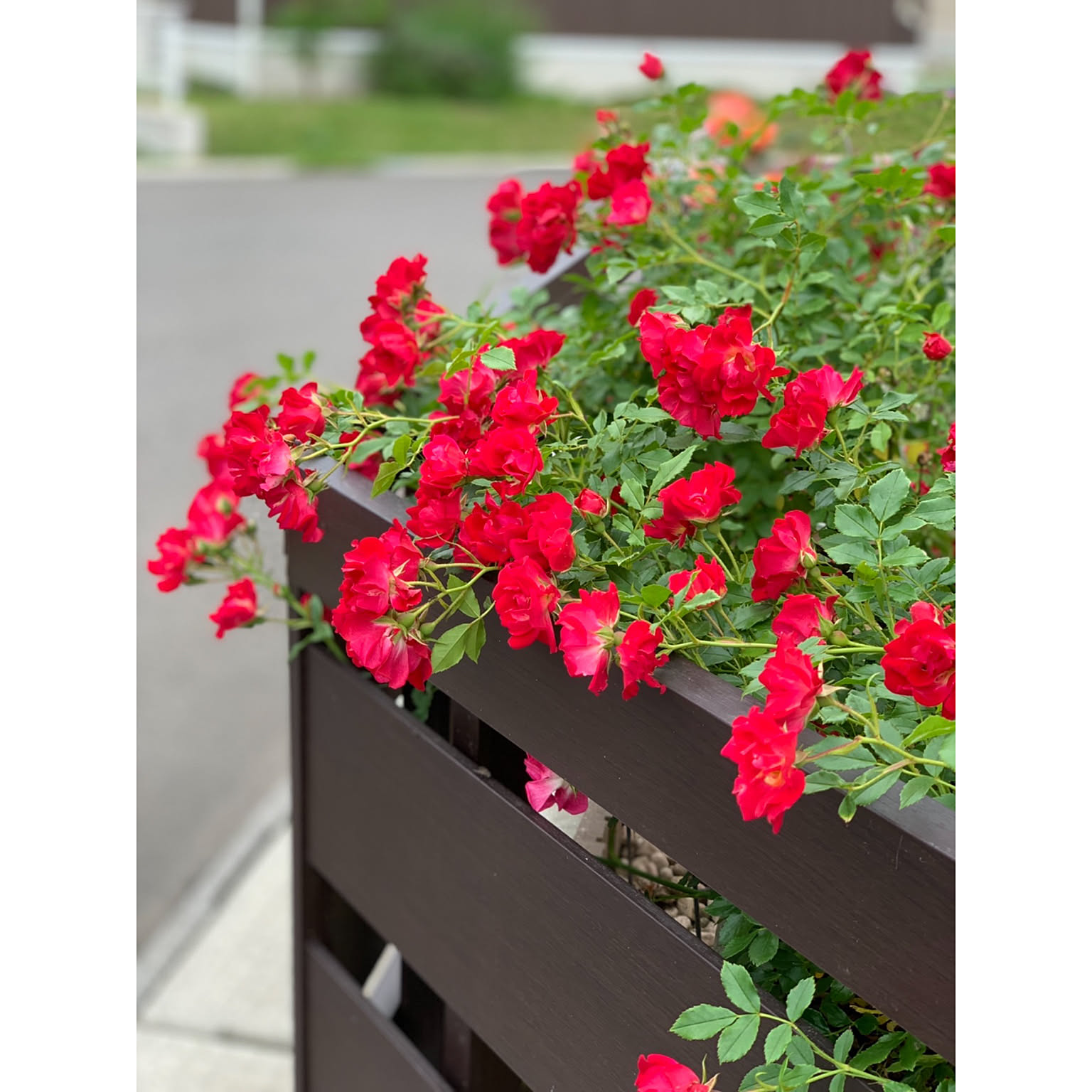 バラ苗 色づいた蕾付きドリフトローズ ドリフトローズ 苗 スウィート