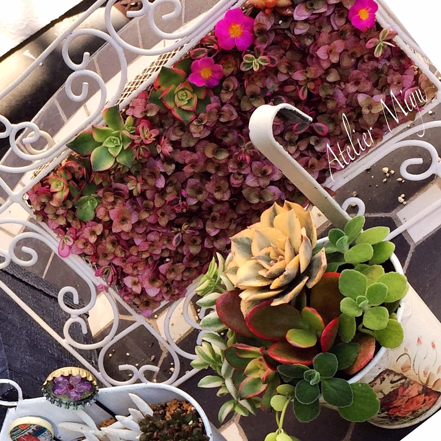 ❷現品 9cmポットごと発送❤アロマティカス 桜色カリシア 多肉植物寄せ植え ➁現品 9cmポットごと発送❤アロマティカス 桜色カリシア 多肉植物寄せ植え