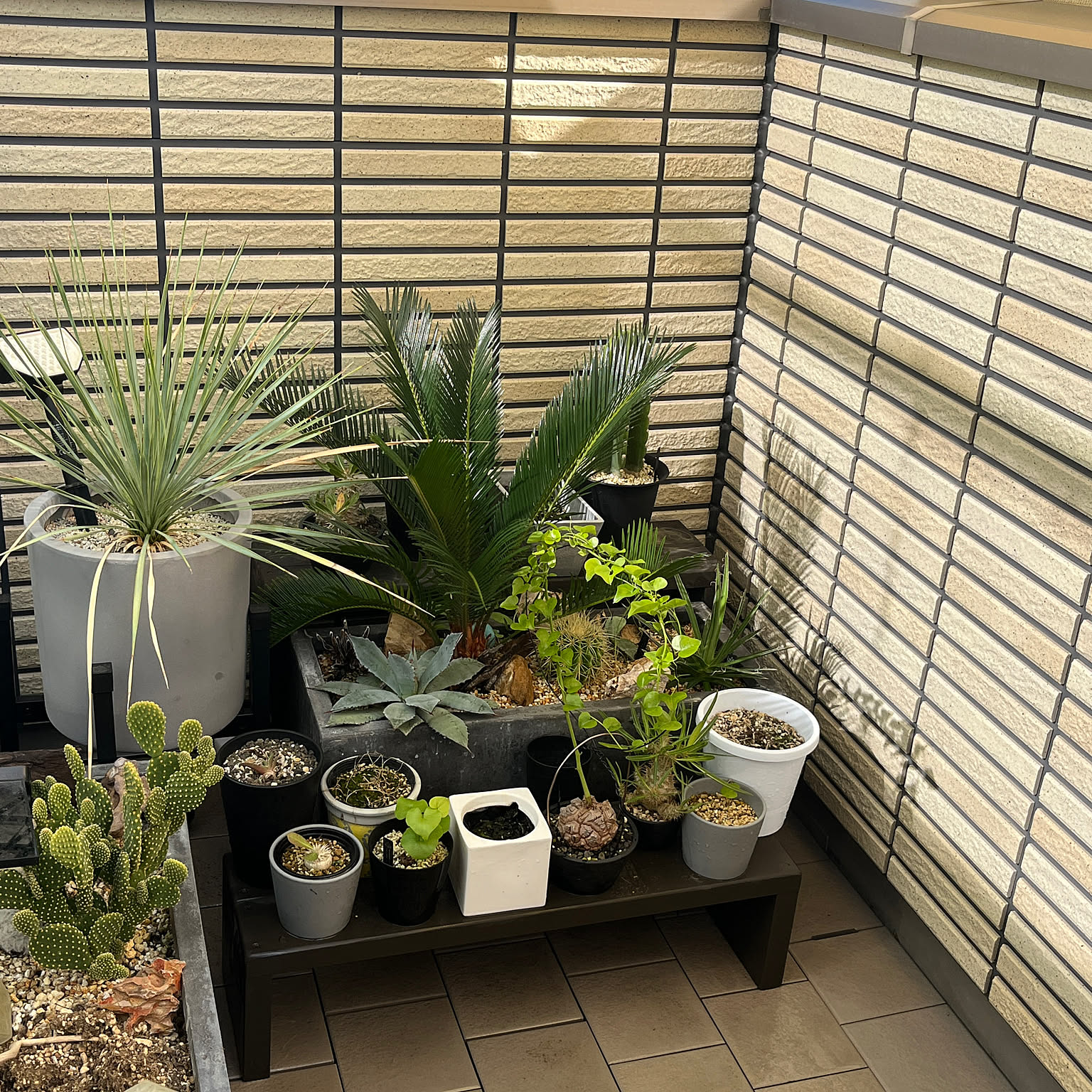 亀甲竜 塊根植物のおしゃれなアレンジ・飾り方のインテリア実例 亀甲竜 塊根植物のおしゃれなアレンジ・飾り方のインテリア実例