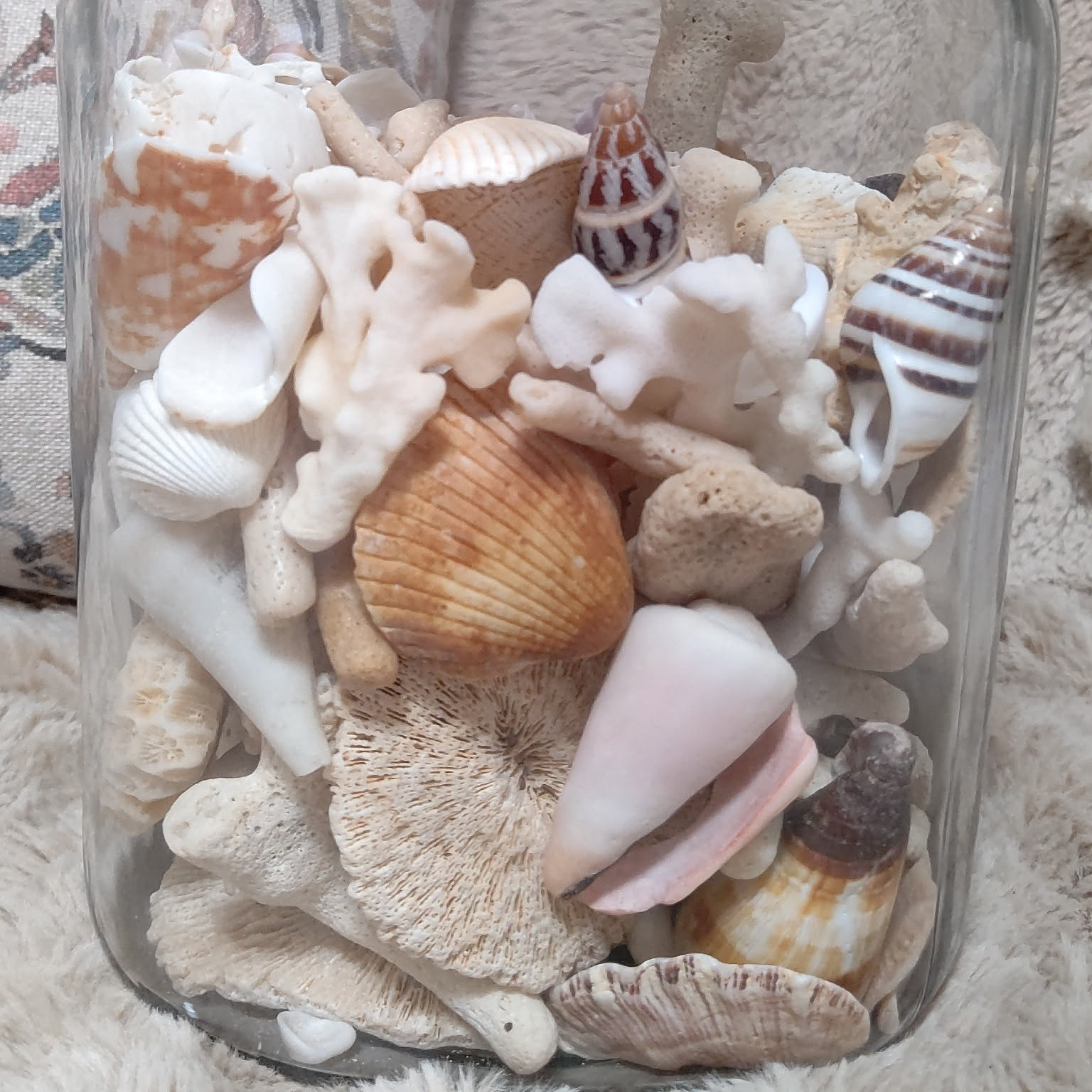 自然 海 南国沖縄 大きな貝殻 水槽 インテリア カイガラ 貝がら