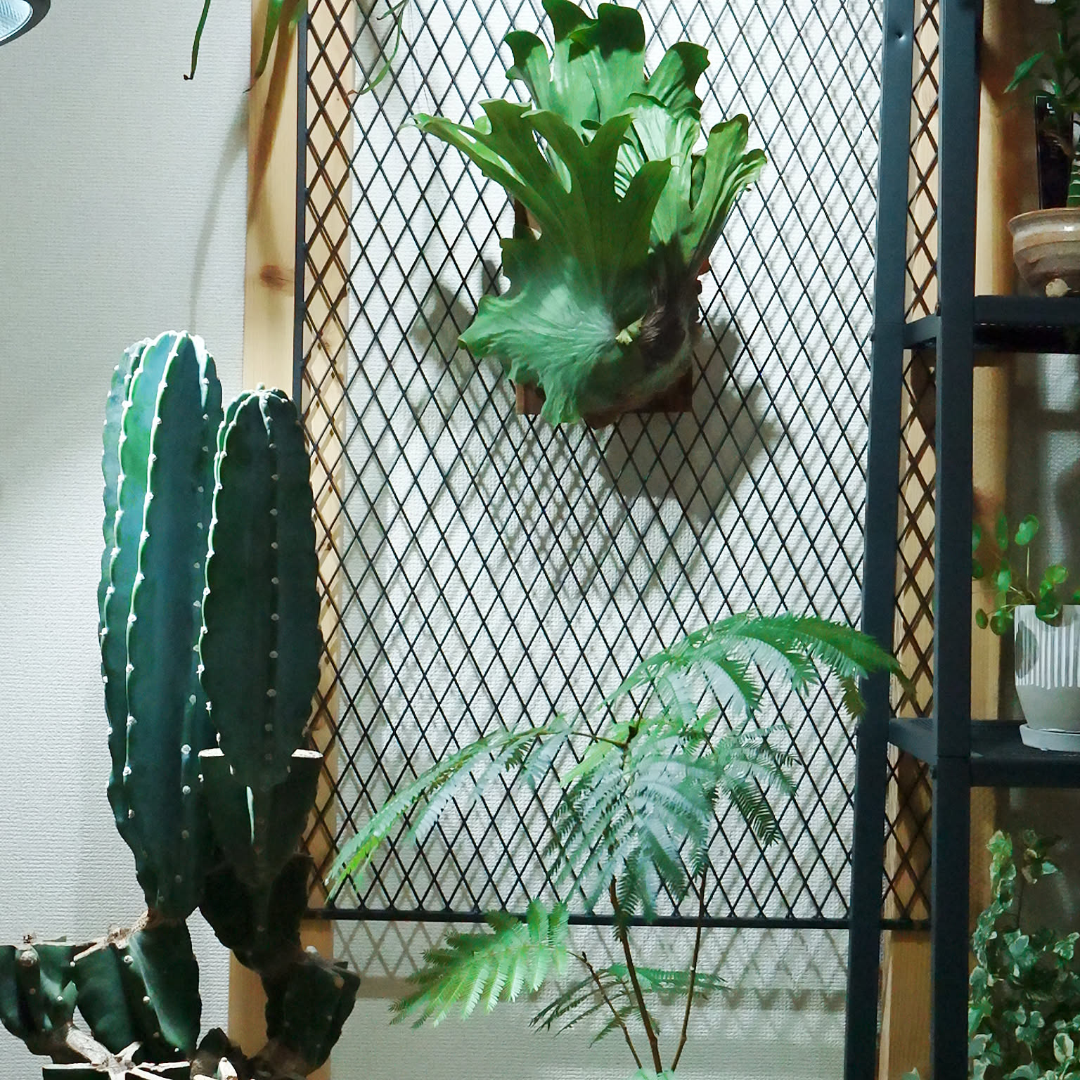 観葉植物 ビカクシダ(コウモリラン)のおすすめ商品とおしゃれな 観葉植物 ビカクシダ(コウモリラン)のおすすめ商品とおしゃれな