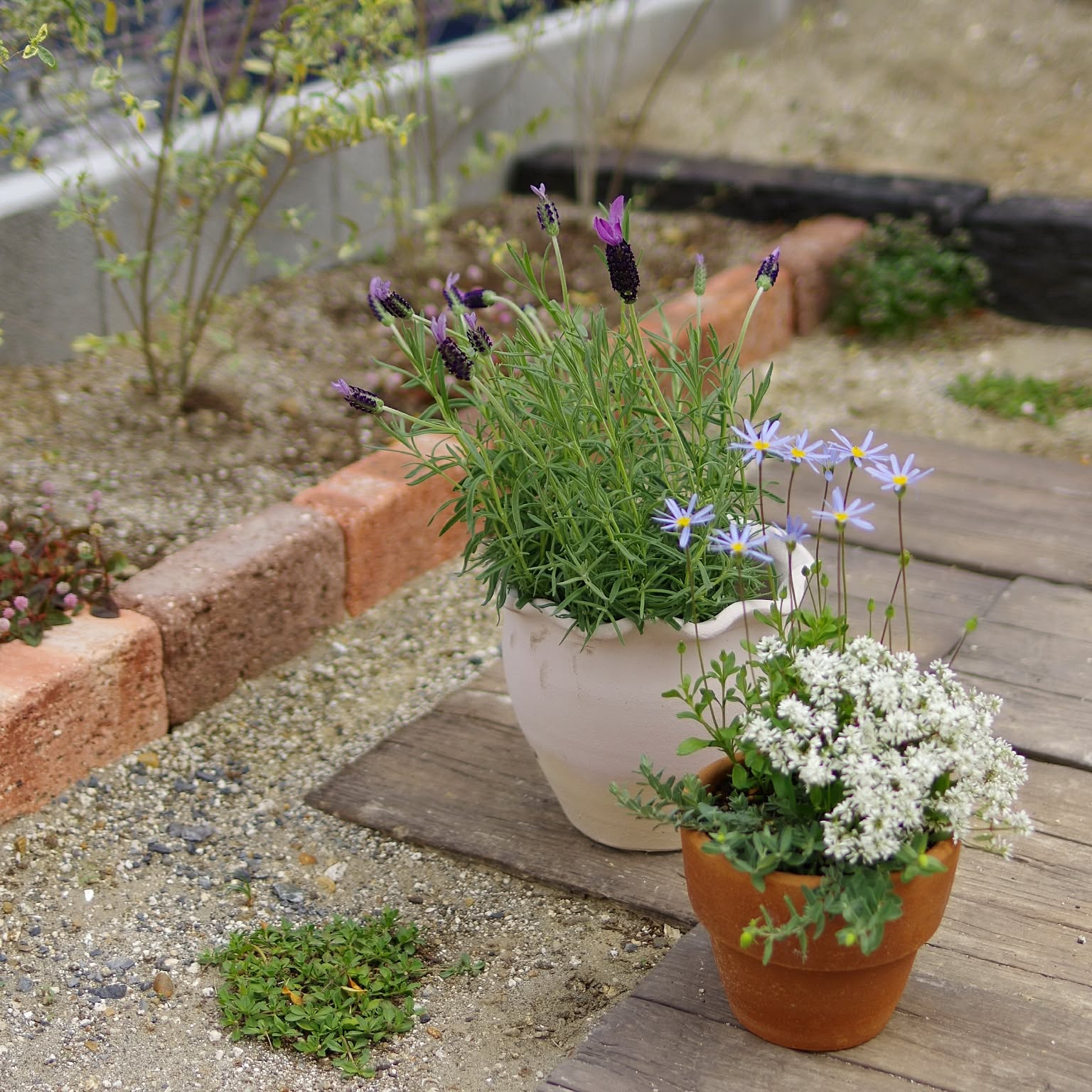 寄せ植え　花■ブルーでレディな寄せ植え■ビオラレディ　斑入りブルーデージー　雛草 寄せ植え 花□ブルーでレディな寄せ植え□ビオラレディ 斑入り