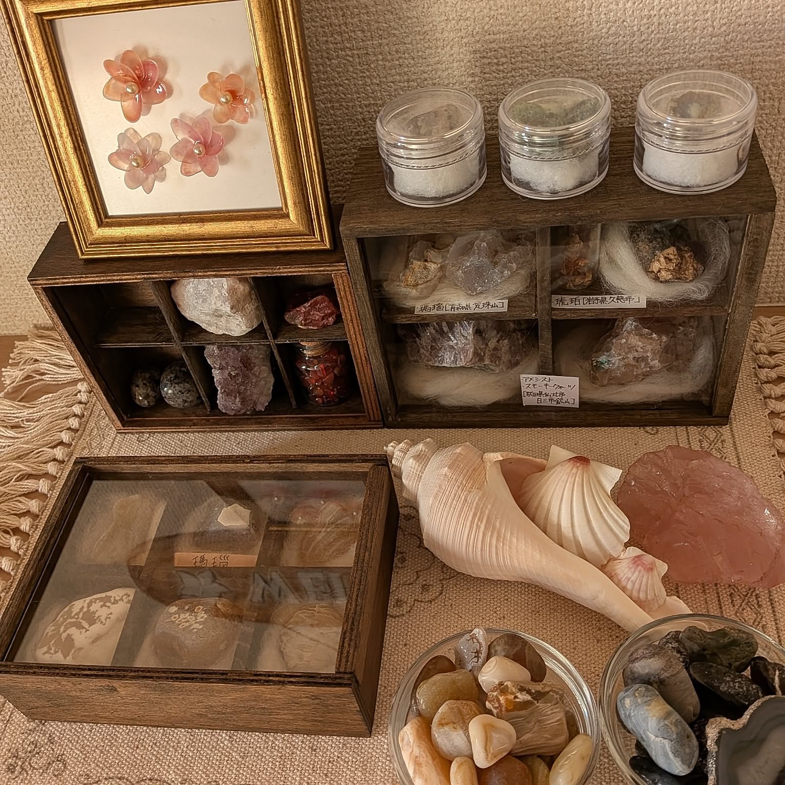 貝殻 標本のおしゃれなアレンジ・飾り方のインテリア実例 ｜ RoomClip