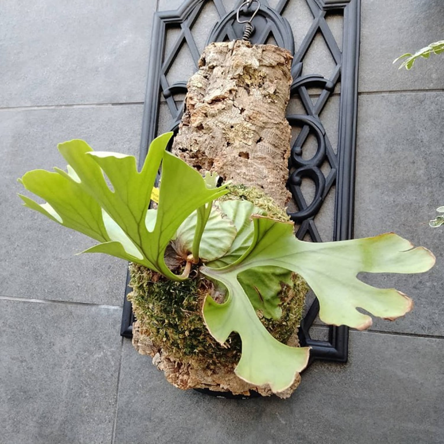 ビカクシダ コルク板のおしゃれなアレンジ・飾り方のインテリア実例