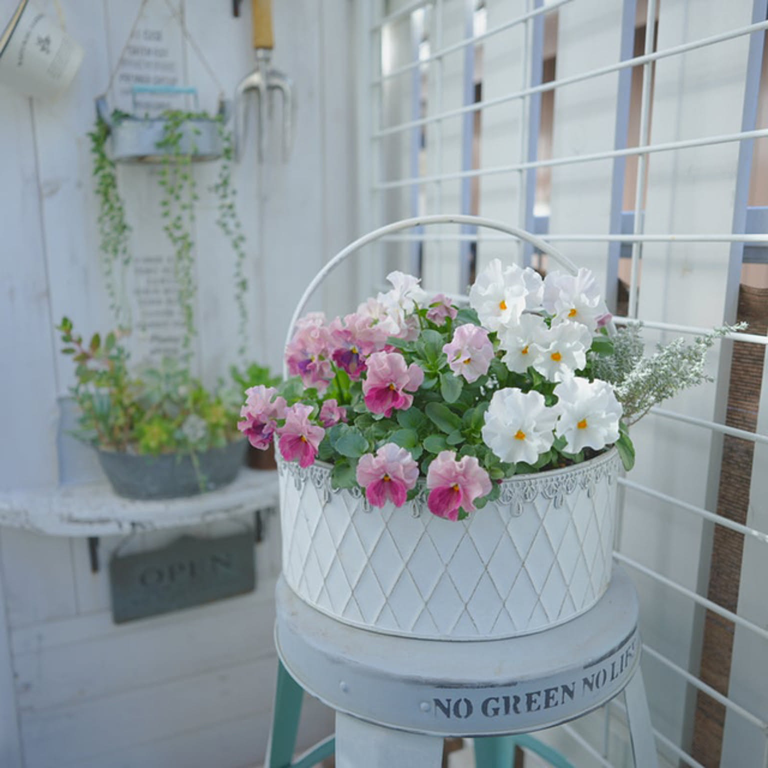 フリルビオラの寄せ植え』ブリキ鉢 ブリキの鉢 ビオラ寄せ植えの