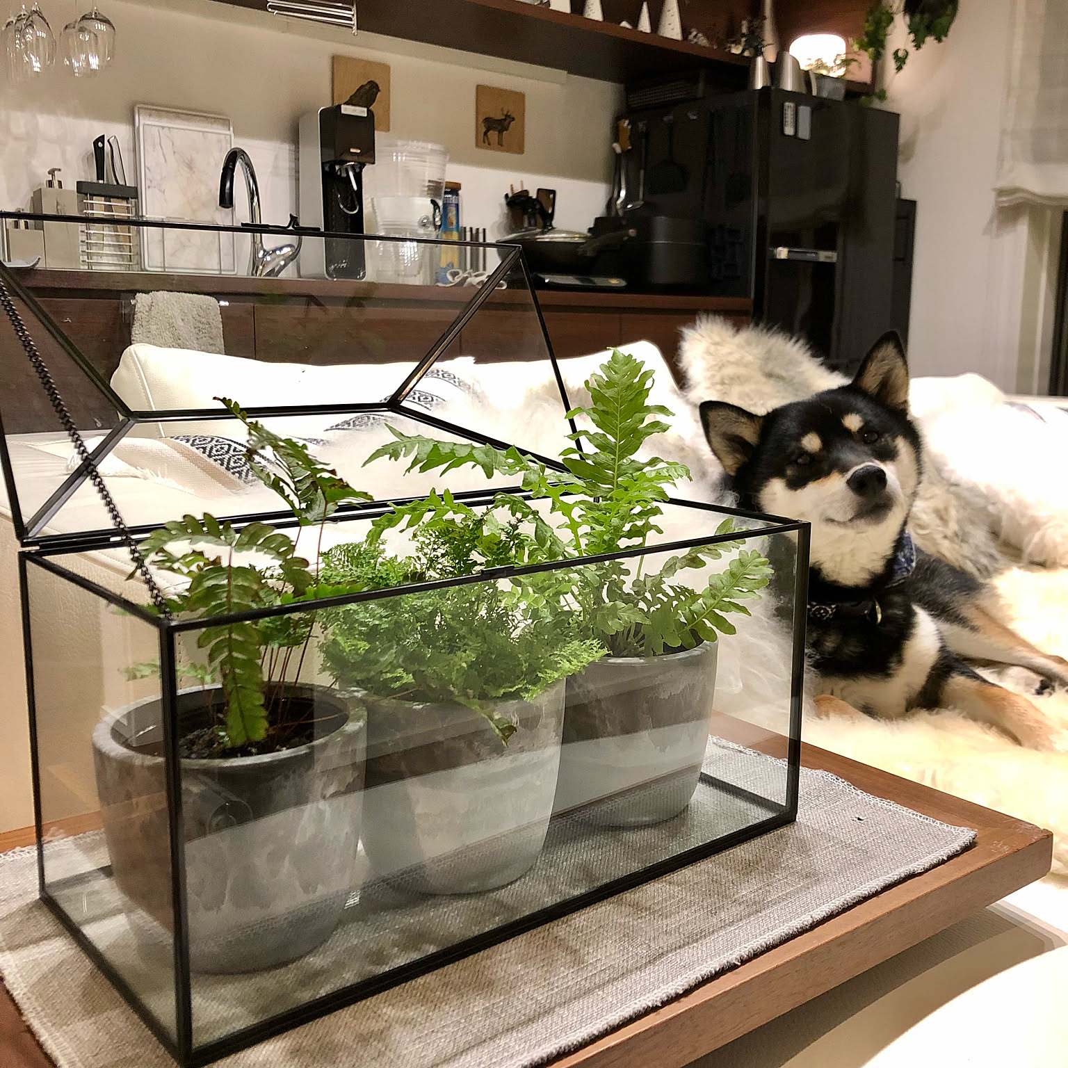 Ottoピカコーポレーション ガラス温室 ピカコーポレーションの室内用ガラス温室の購入レビュー｜組み立て方と