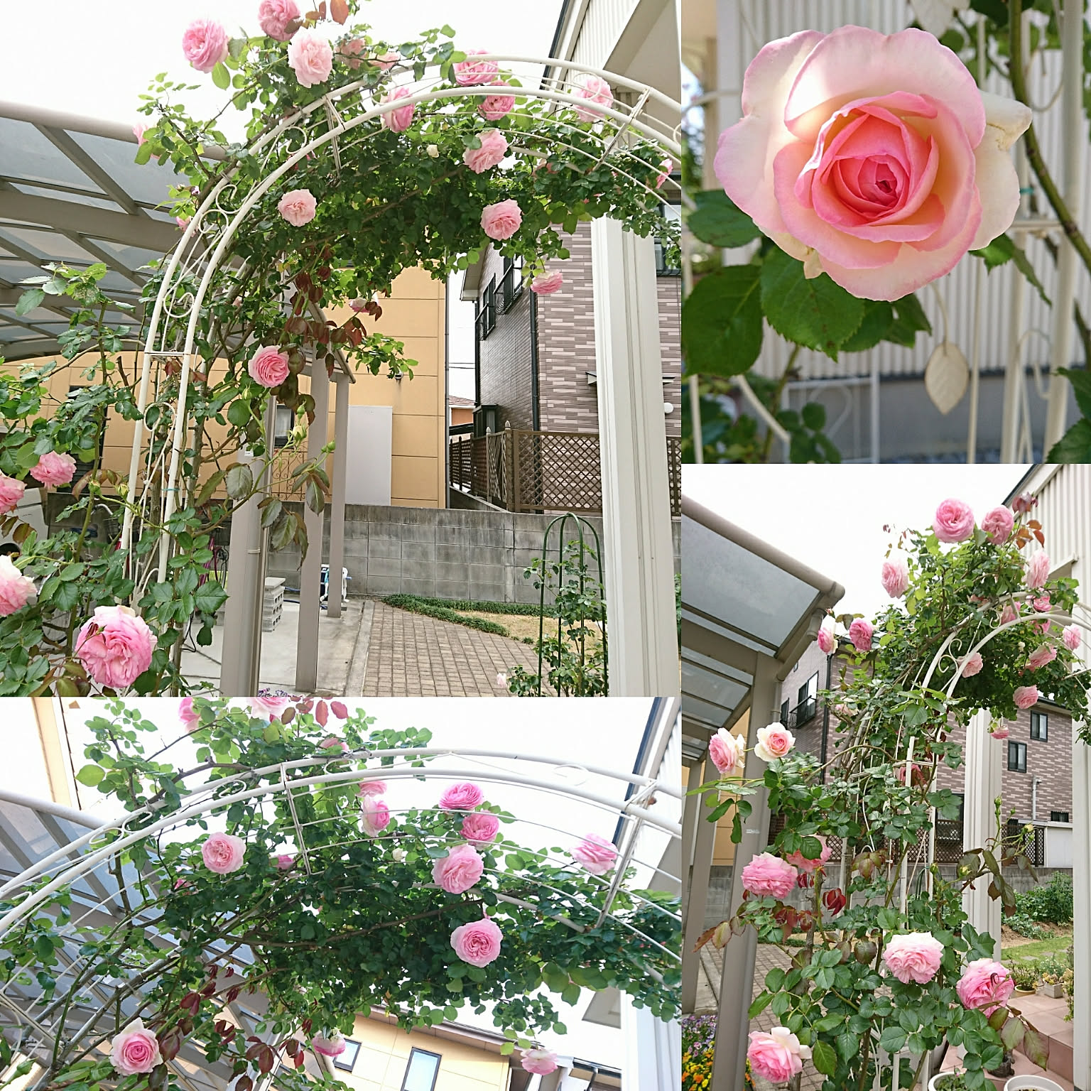 玄関/入り口/庭/薔薇が大好き╰(✿´⌣`✿)╯♡/薔薇のある暮らし/緑の
