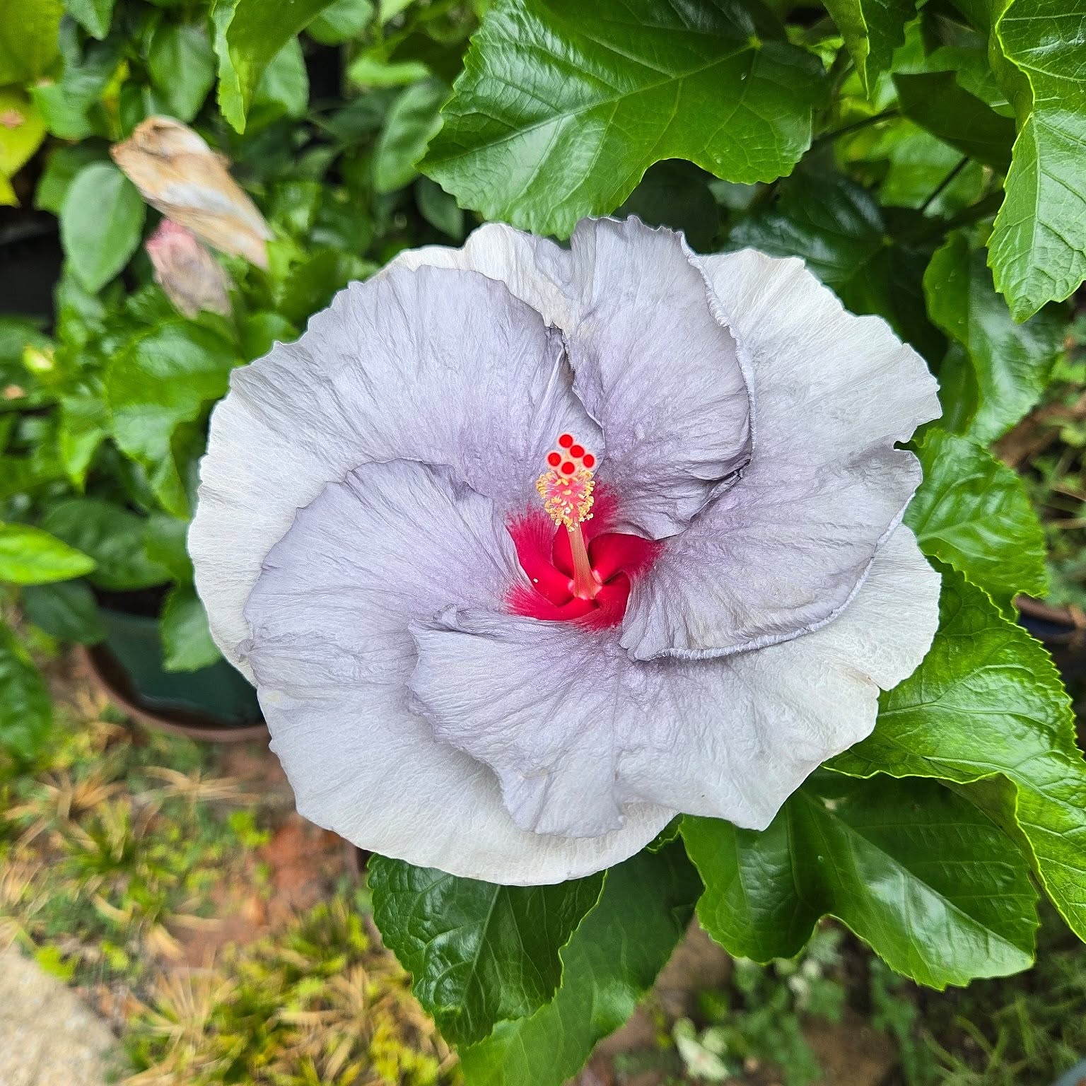 ハイビスカスの木のインテリア実例 ｜ RoomClip（ルームクリップ）