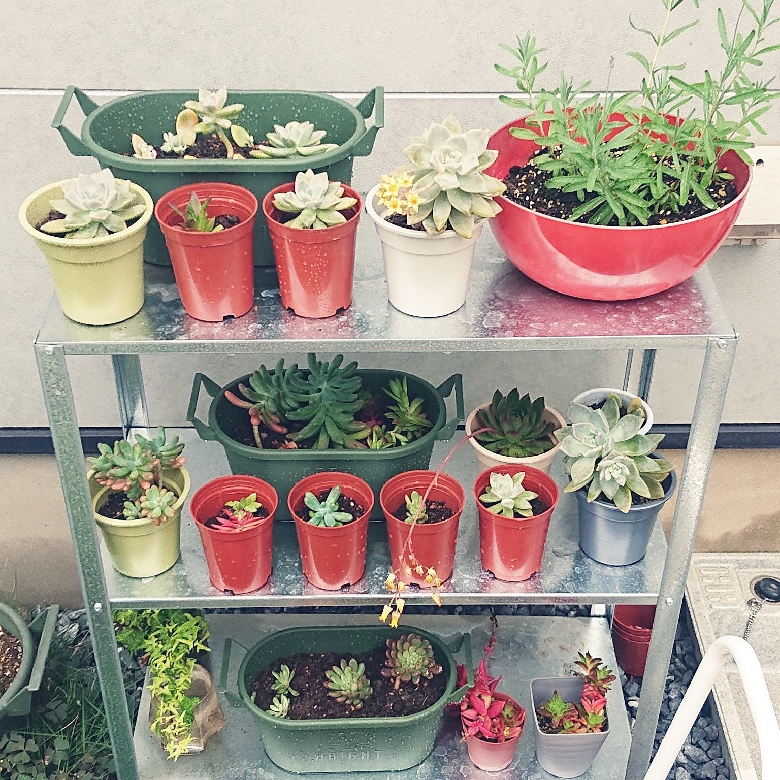 多肉植物 ヒュッリスのおしゃれなアレンジ・飾り方のインテリア実例