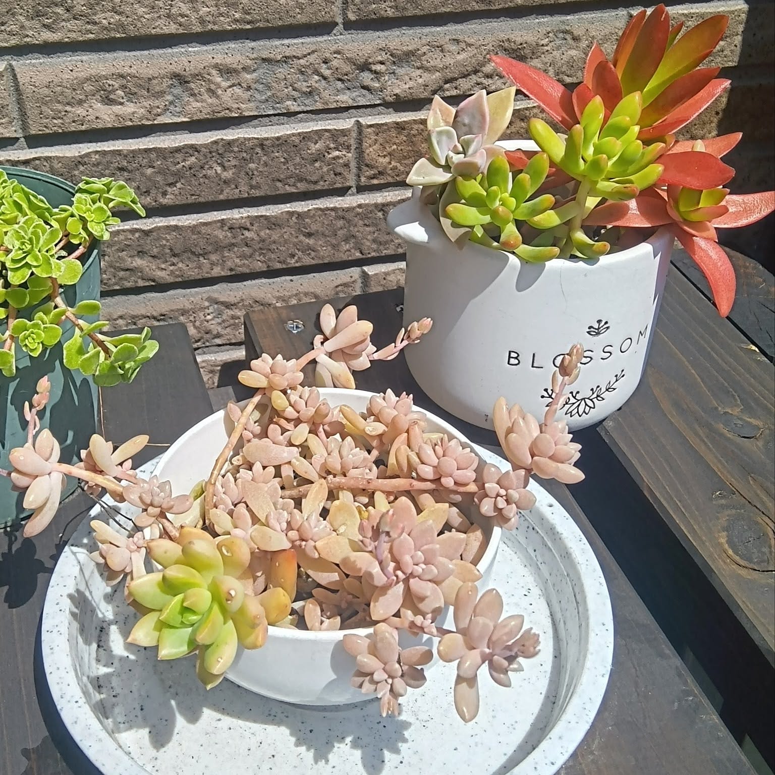 多肉寄せ植え 火祭りのインテリア実例 ｜ RoomClip（ルームクリップ）