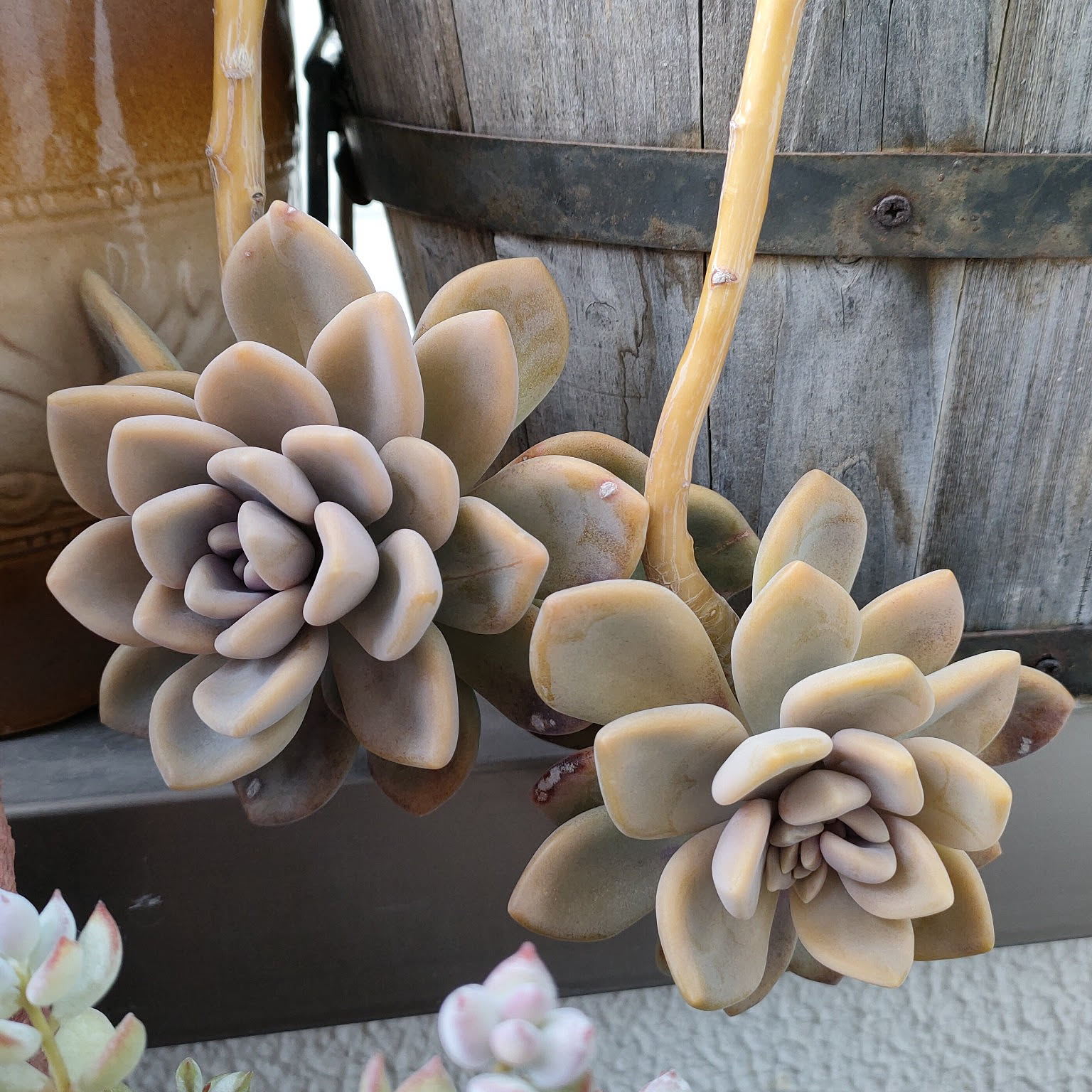 淡いピンクに紅葉♪ 月花美人/月下美人 3カット 多肉植物 【公式通販】