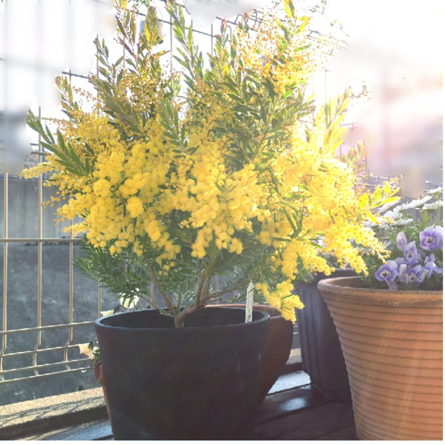 ミモザ鉢植えのおすすめ商品とおしゃれな実例 ｜ RoomClip（ルーム