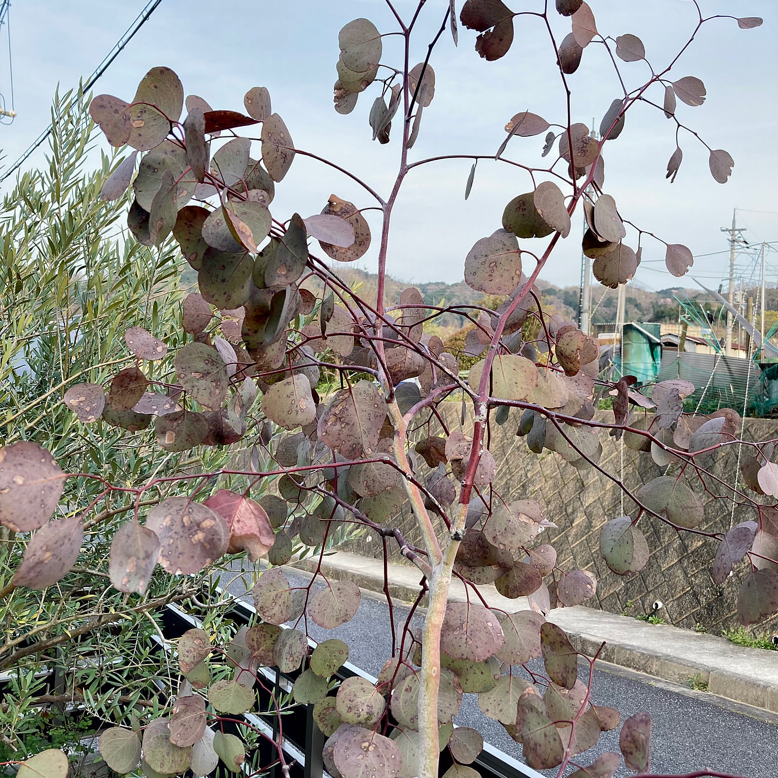 お願いします！/ガーデニング初心者/ポポラス復活してほしい/ポポラス