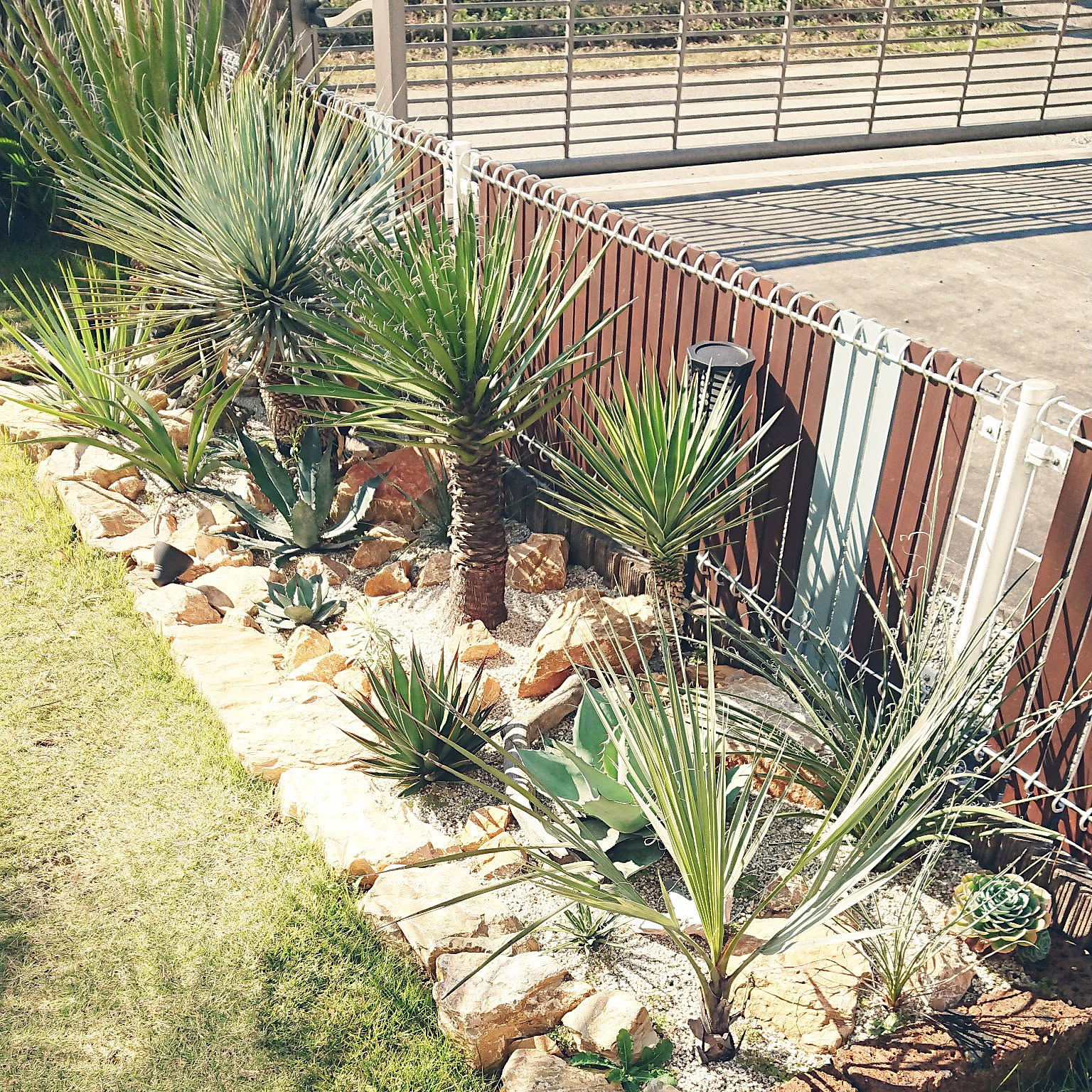 ドライガーデン ユッカアロイフォリアのインテリア実例 ｜ RoomClip