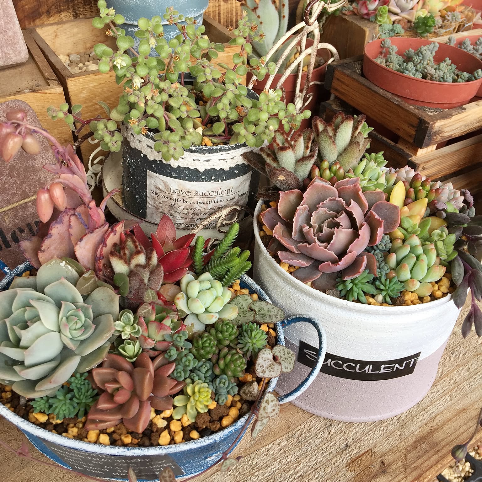 多肉植物コロンとハートのちまちま寄せ植えそのまま飾れる⃘*.゜ 多肉植物コロンとハートのちまちま寄せ植えそのまま飾れる⃘*.゜