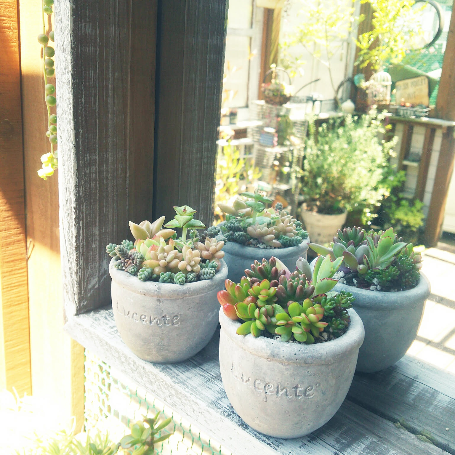 カーネーション 多肉寄せ植えのおしゃれなアレンジ・飾り方の  