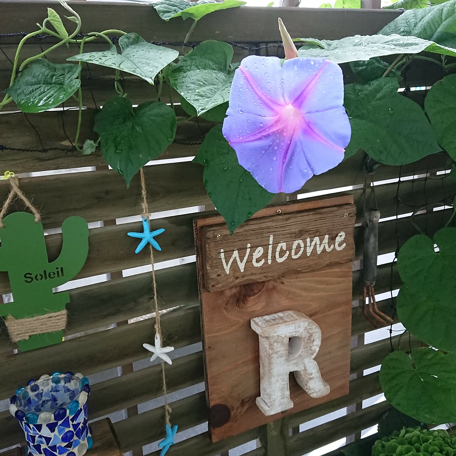 グリーンカーテン 朝顔のおすすめ商品とおしゃれな実例 ｜ RoomClip