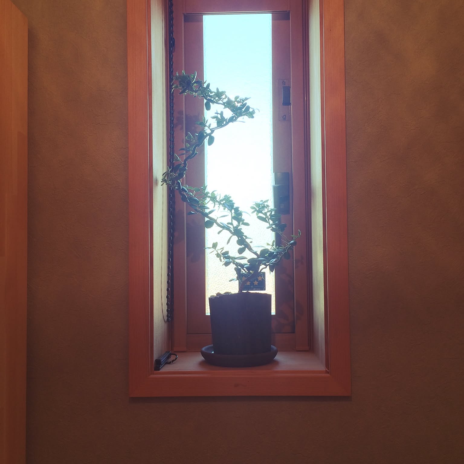 ツゲの木のインテリア実例 ｜ RoomClip（ルームクリップ）