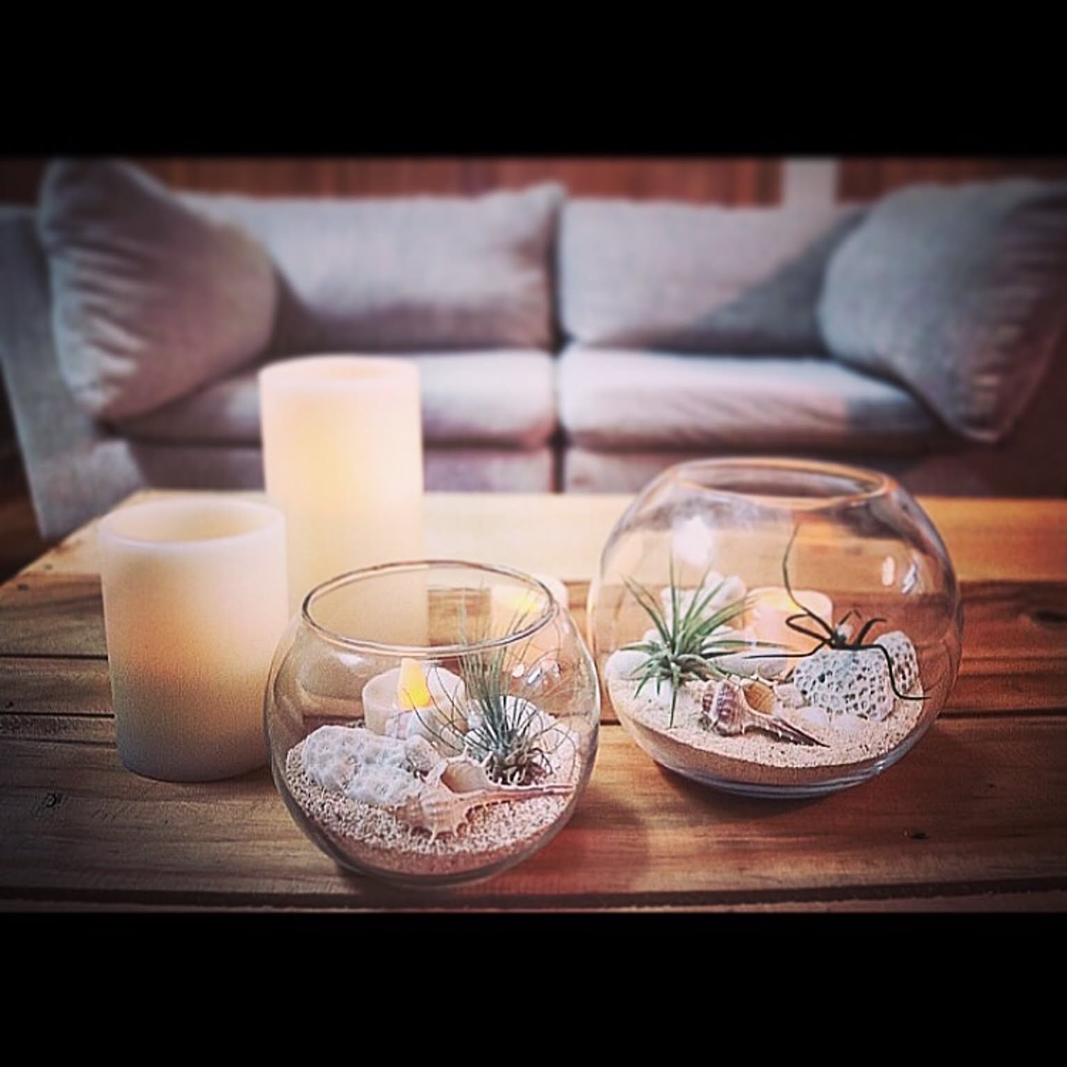 机/沖縄の砂/拾った珊瑚/拾った貝殻/エアープランツなどの