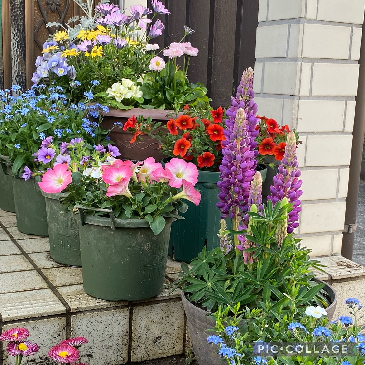 参考品　　自宅庭に咲いた花達！ お庭の花達/お庭の花/お庭のある家/玄関前 ガーデニング/玄関前など
