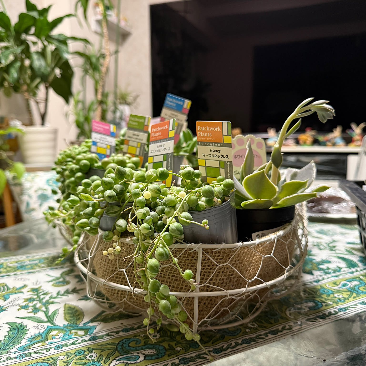 寄せ植え アーモンドネックレスのインテリア実例 ｜ RoomClip（ルーム
