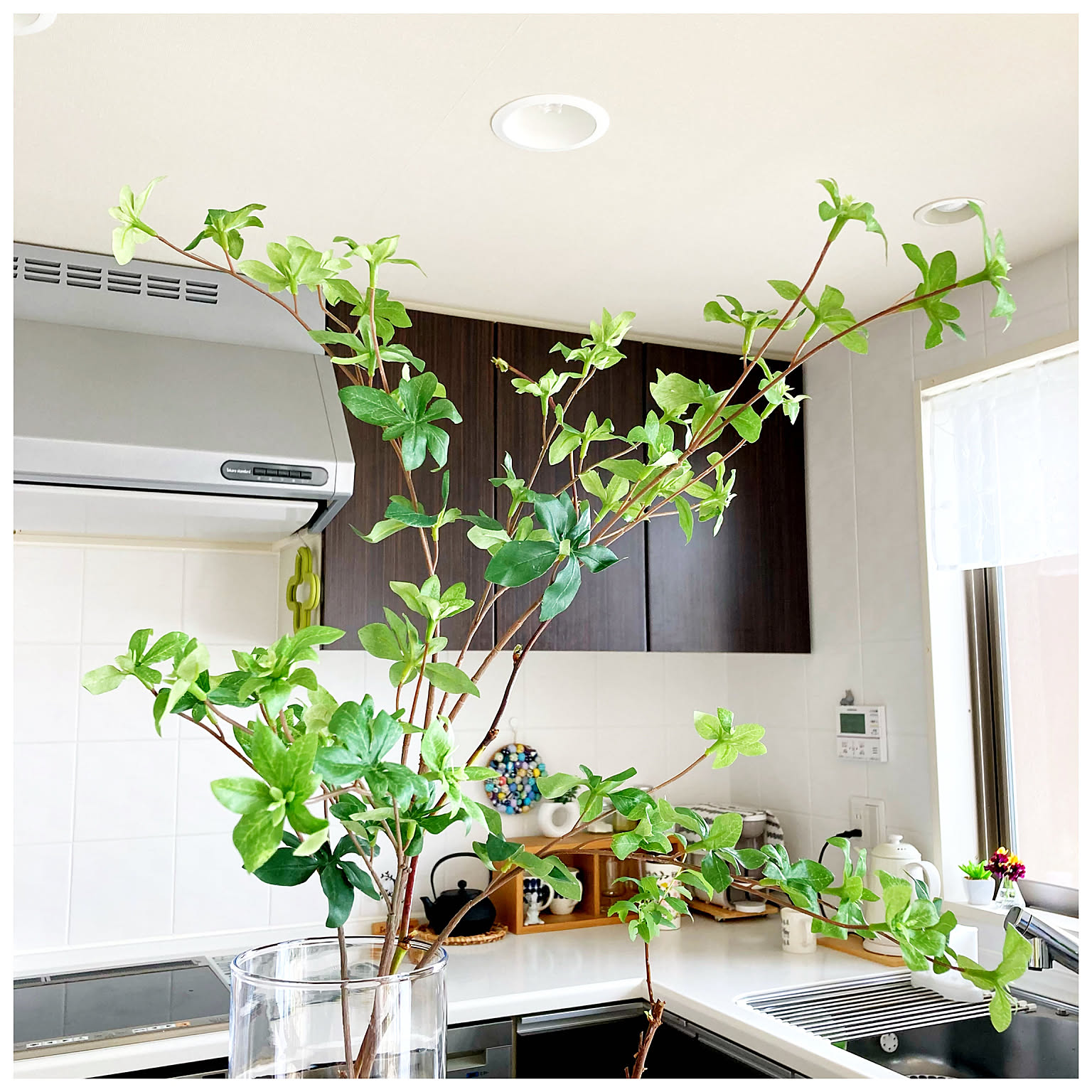 この1本で 空間が明るくなる ドウダンツツジ✨