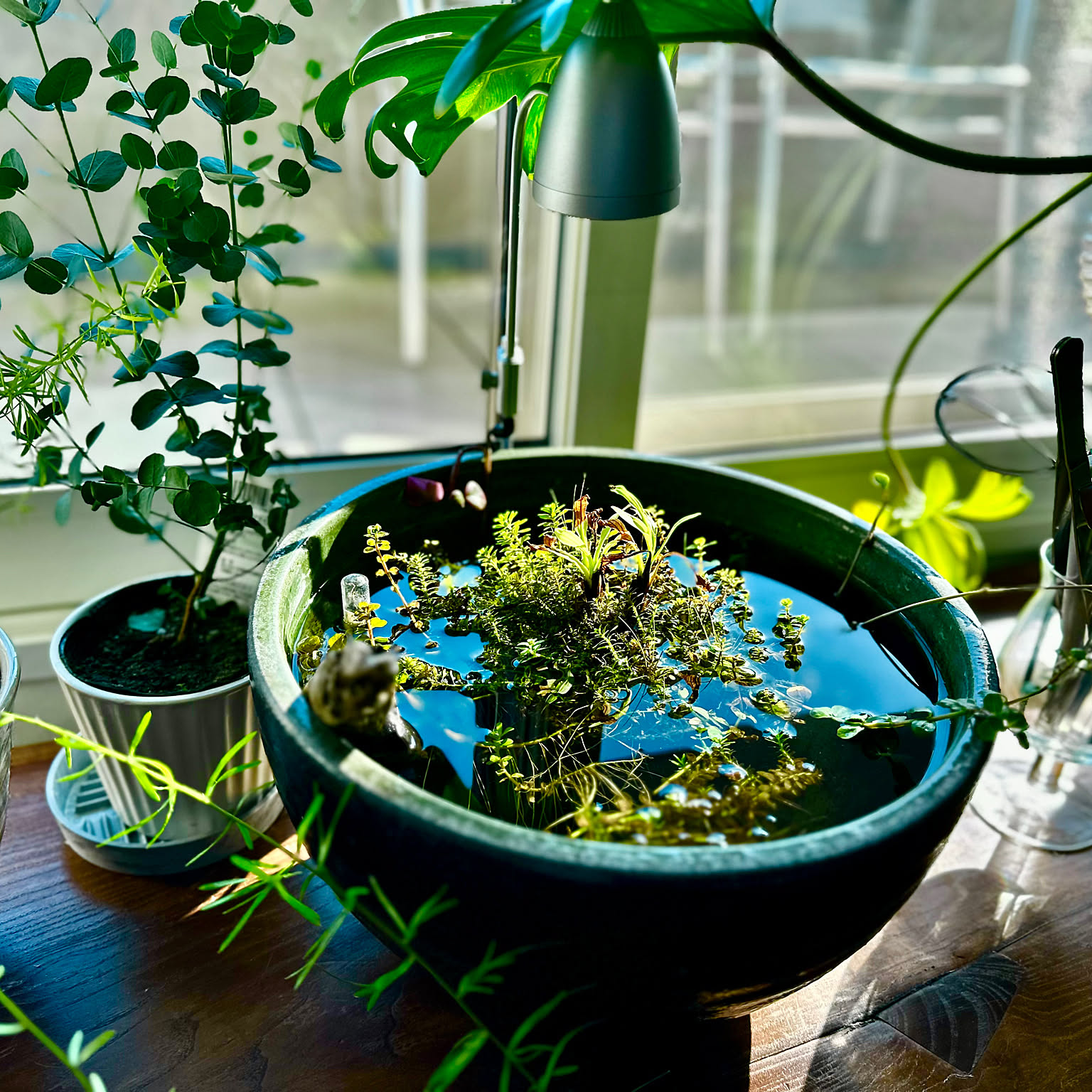 部屋全体/観葉植物/室内睡蓮鉢/北海道のメダカ/睡蓮鉢めだか